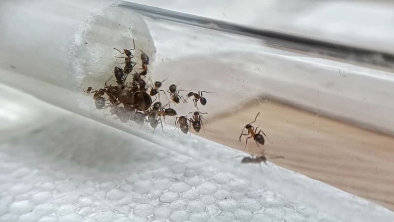 Test Tube Holder And Cover For Founding Queen Ants 16mm x 150mm  Test Tube Ant Founder