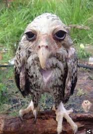 wet owl