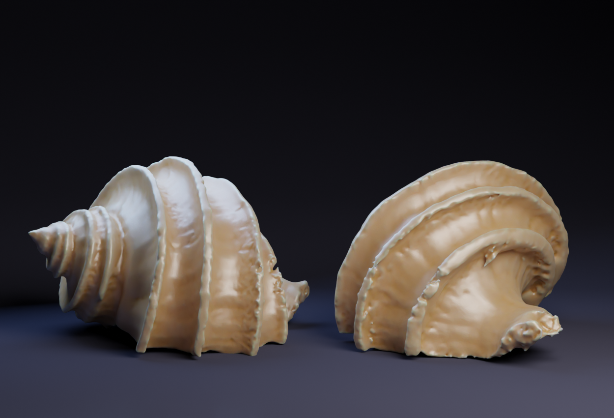 Shell