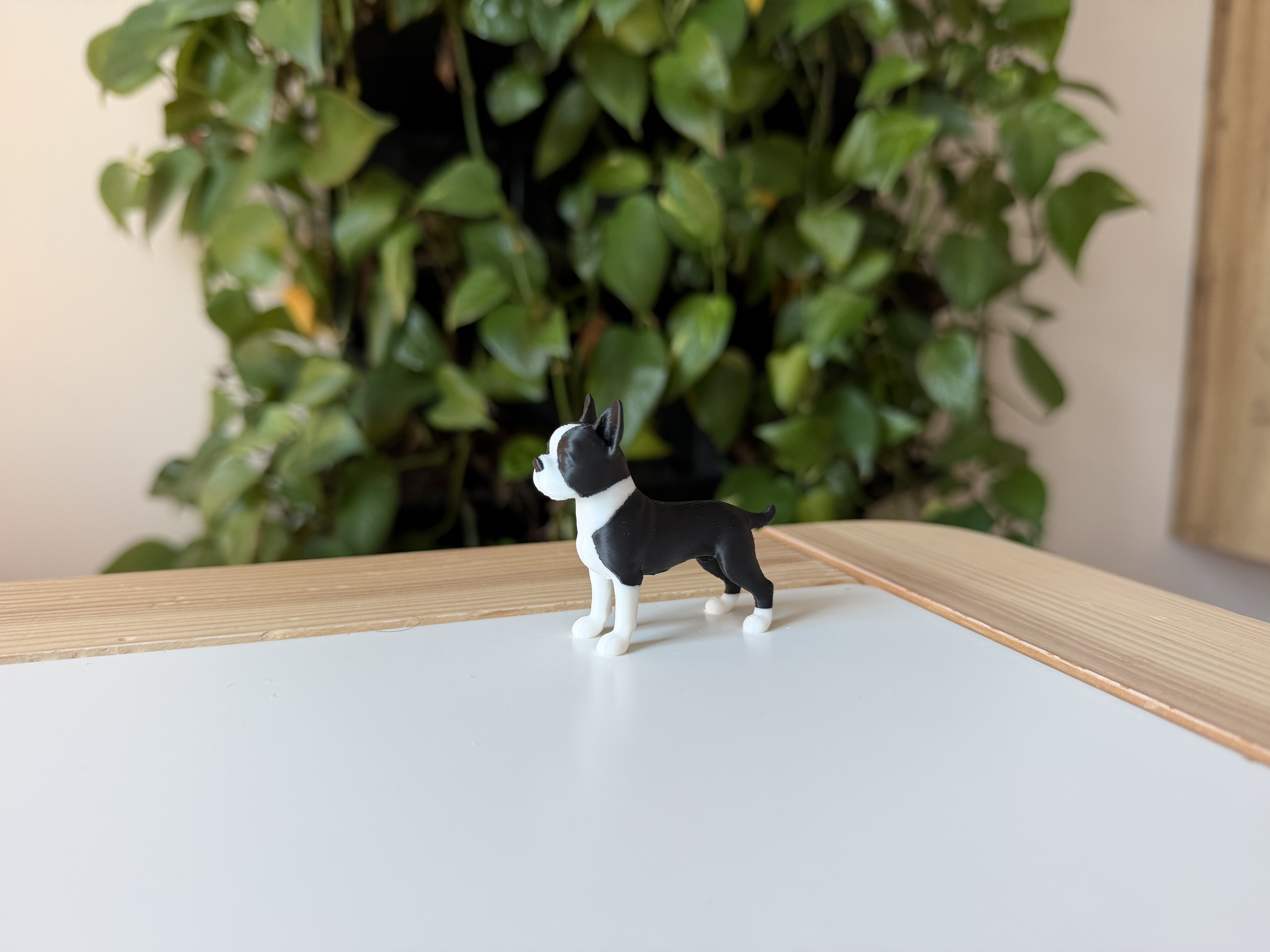 Boston terrier — miniatura 5