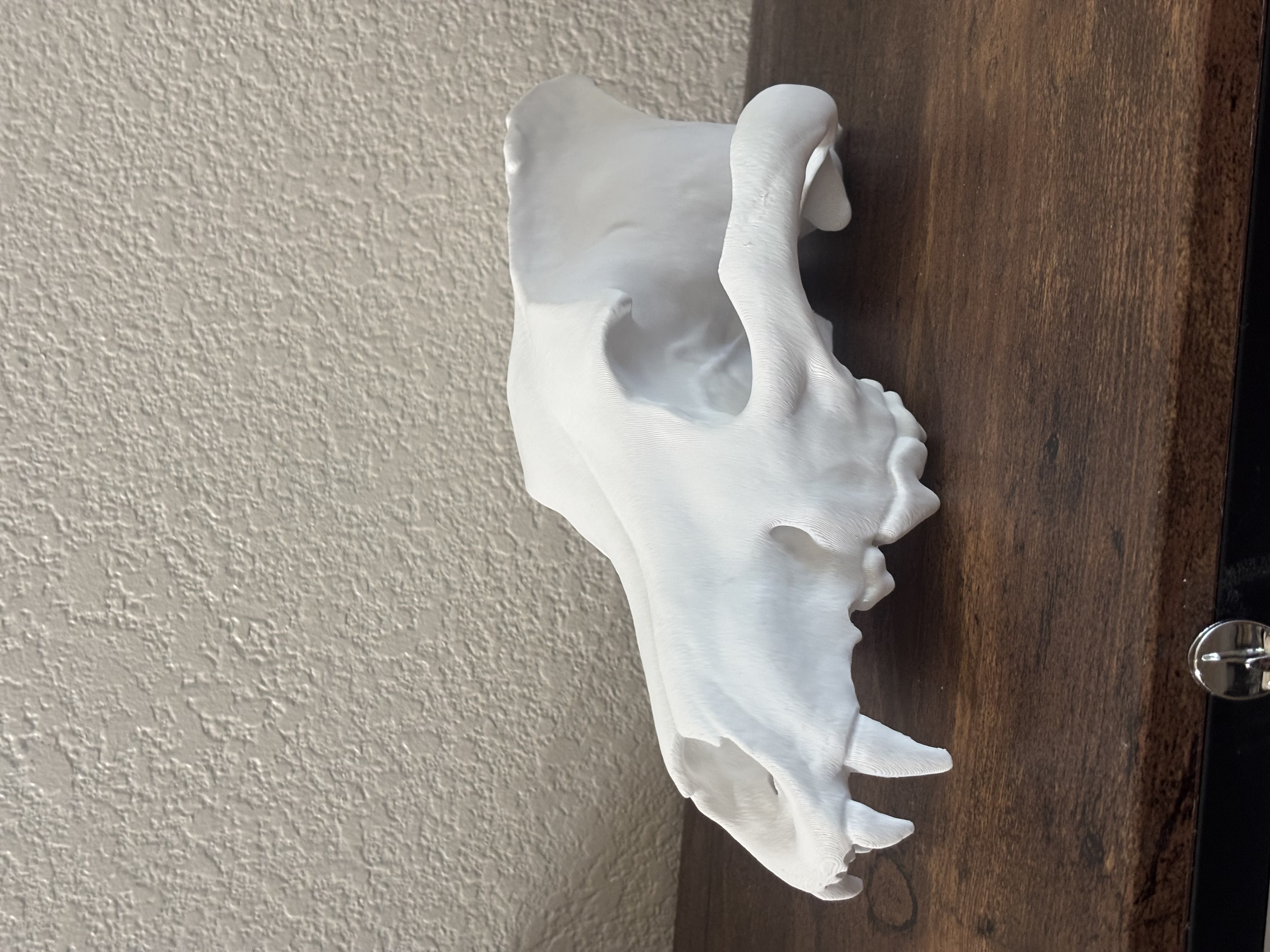 Skull of a Dire Wolf (Aenocyon Dirus)