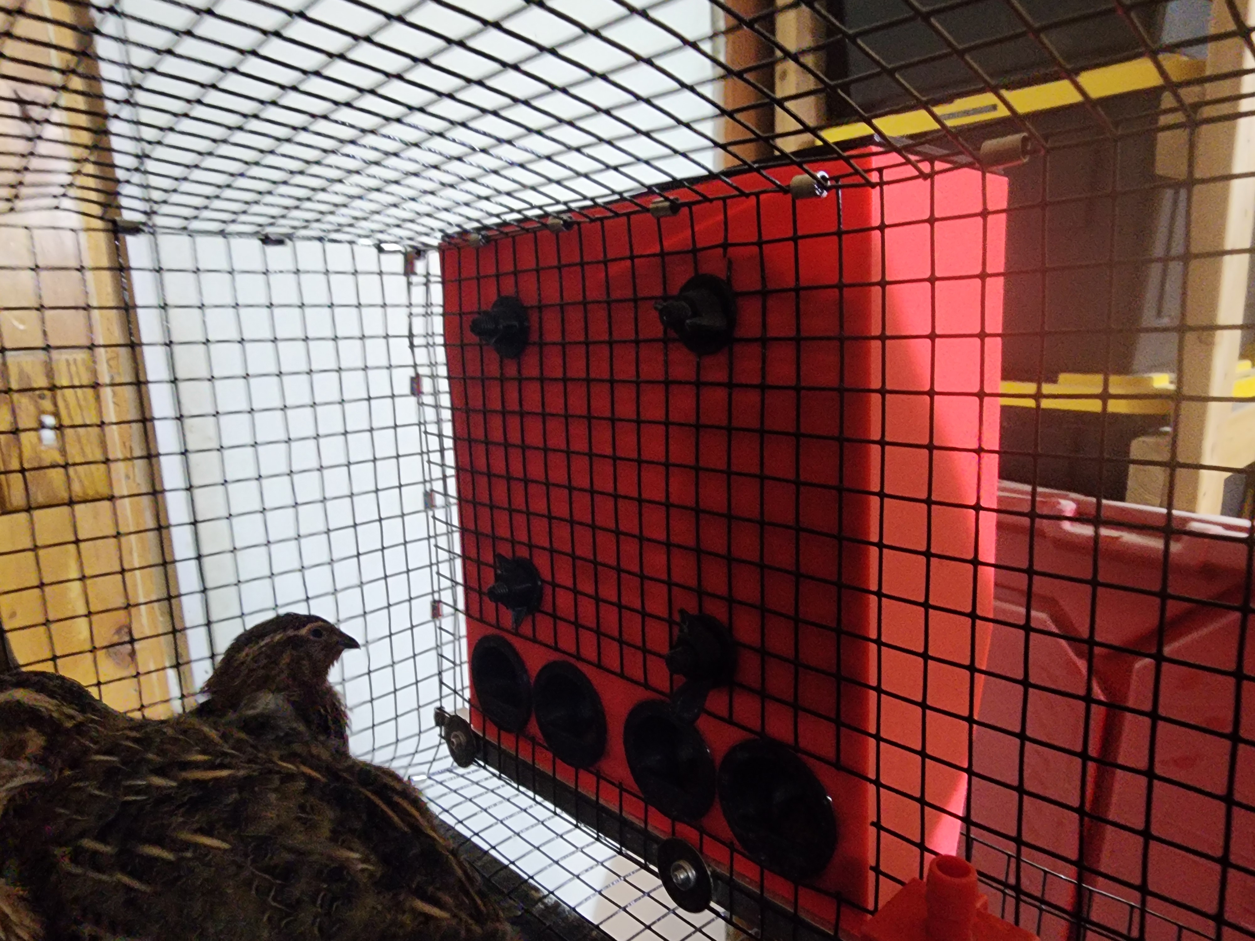 Quail Cage Feeder