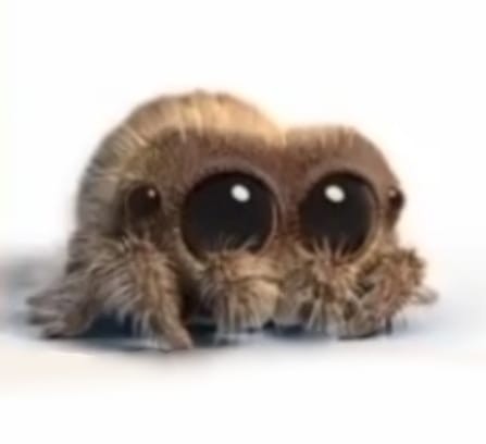 Flexi Spider Lucas
