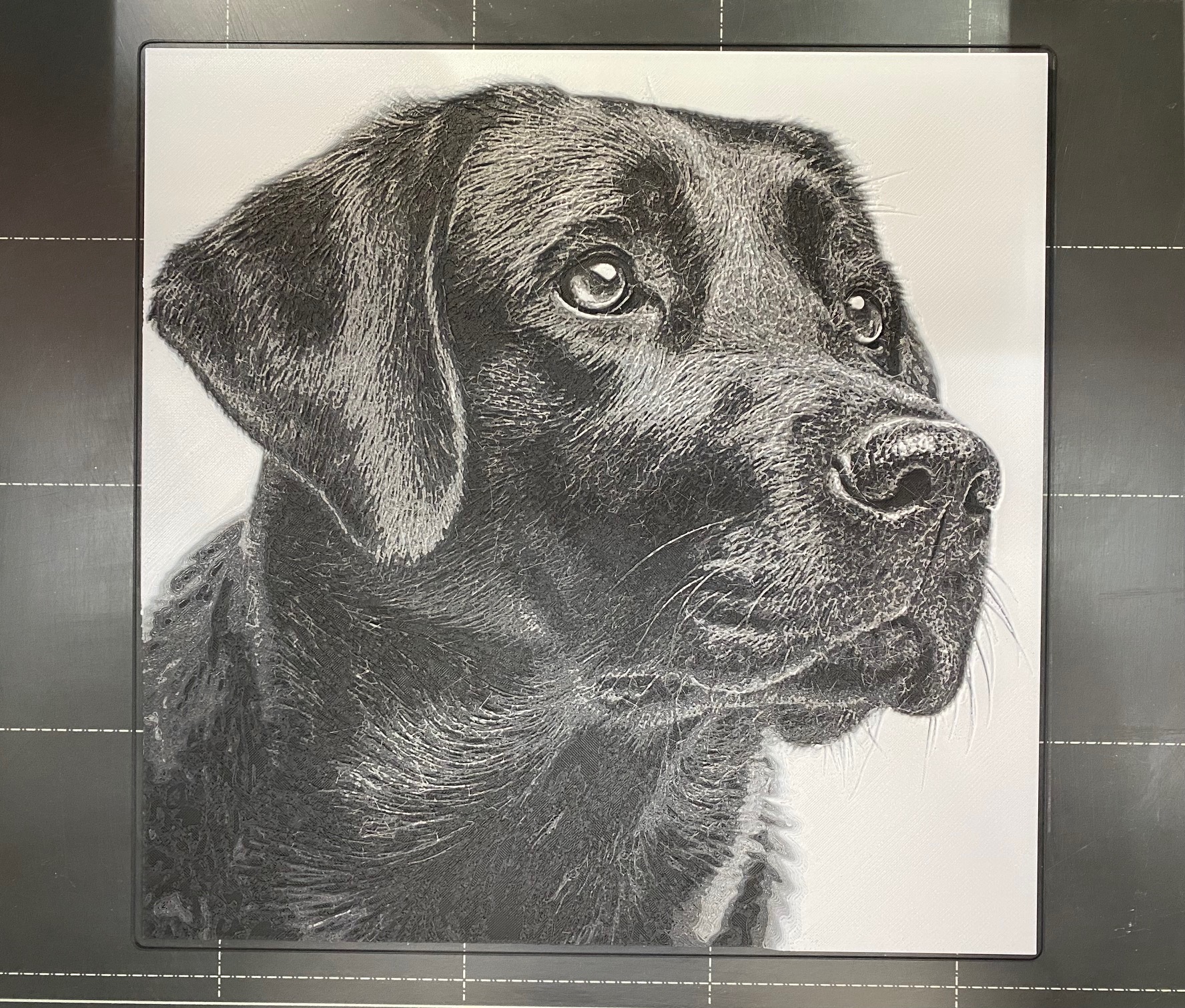 Black Lab Portrait