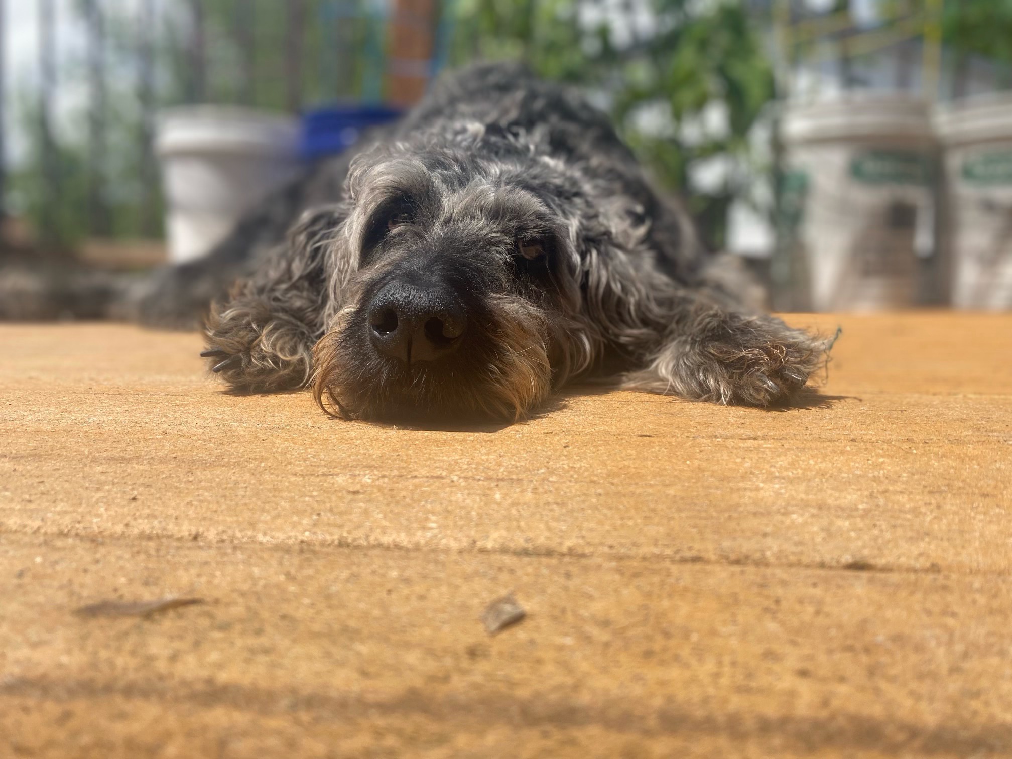 The PupArdrino Doggy Talker - Talk Box for your Pet - Arduino Project — miniatura 7