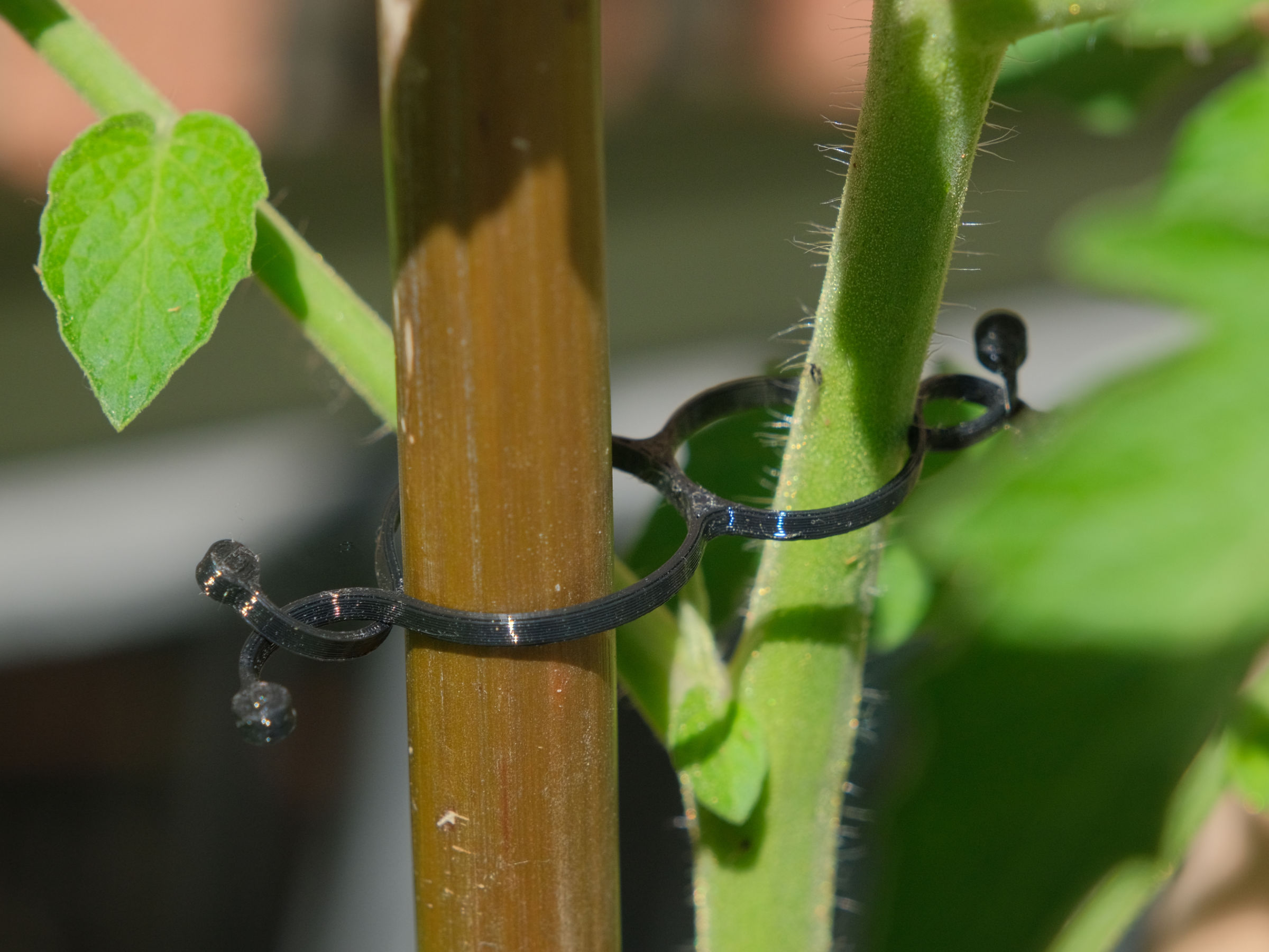 Plant Cramp — thumbnail 5