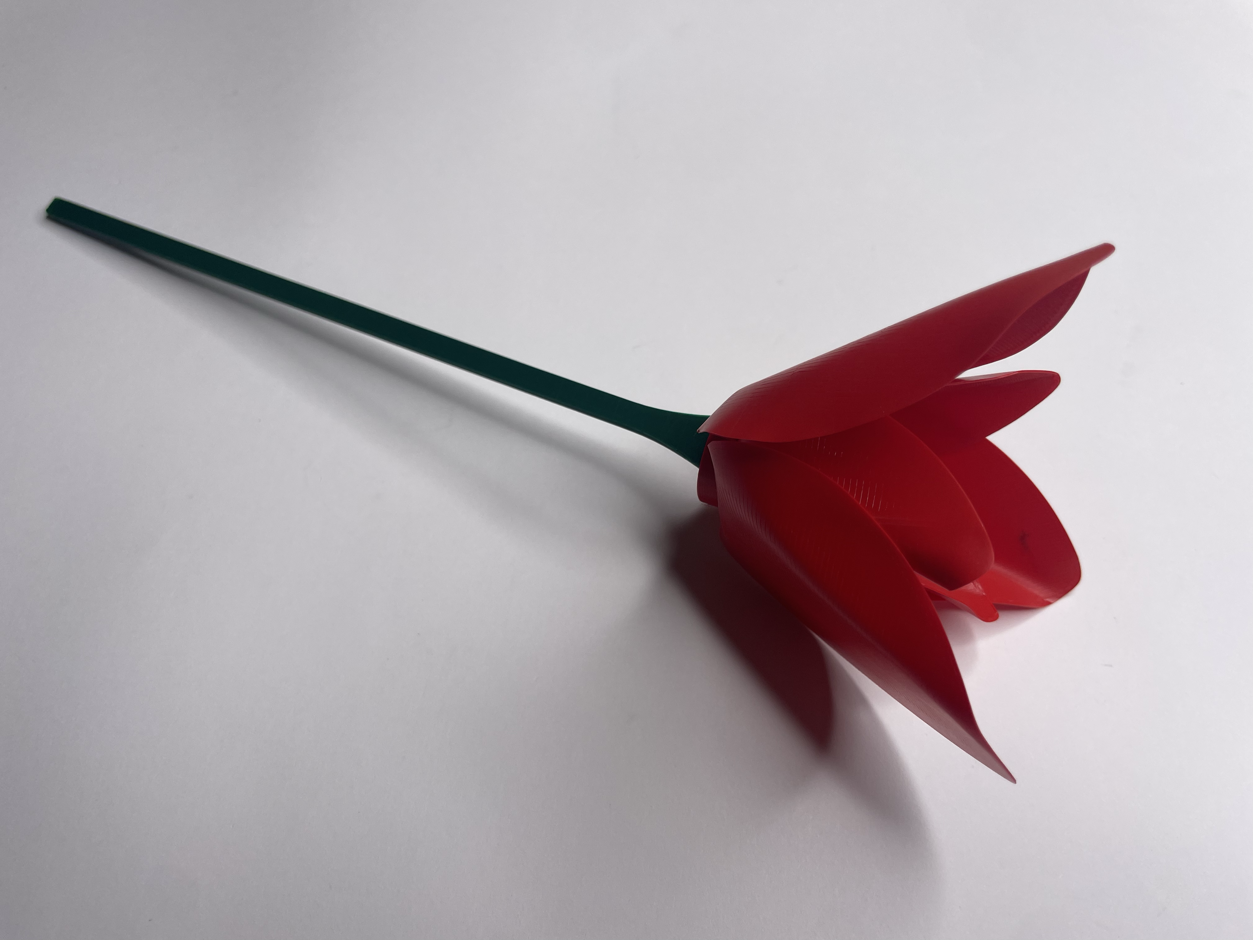 Tulip — thumbnail 16
