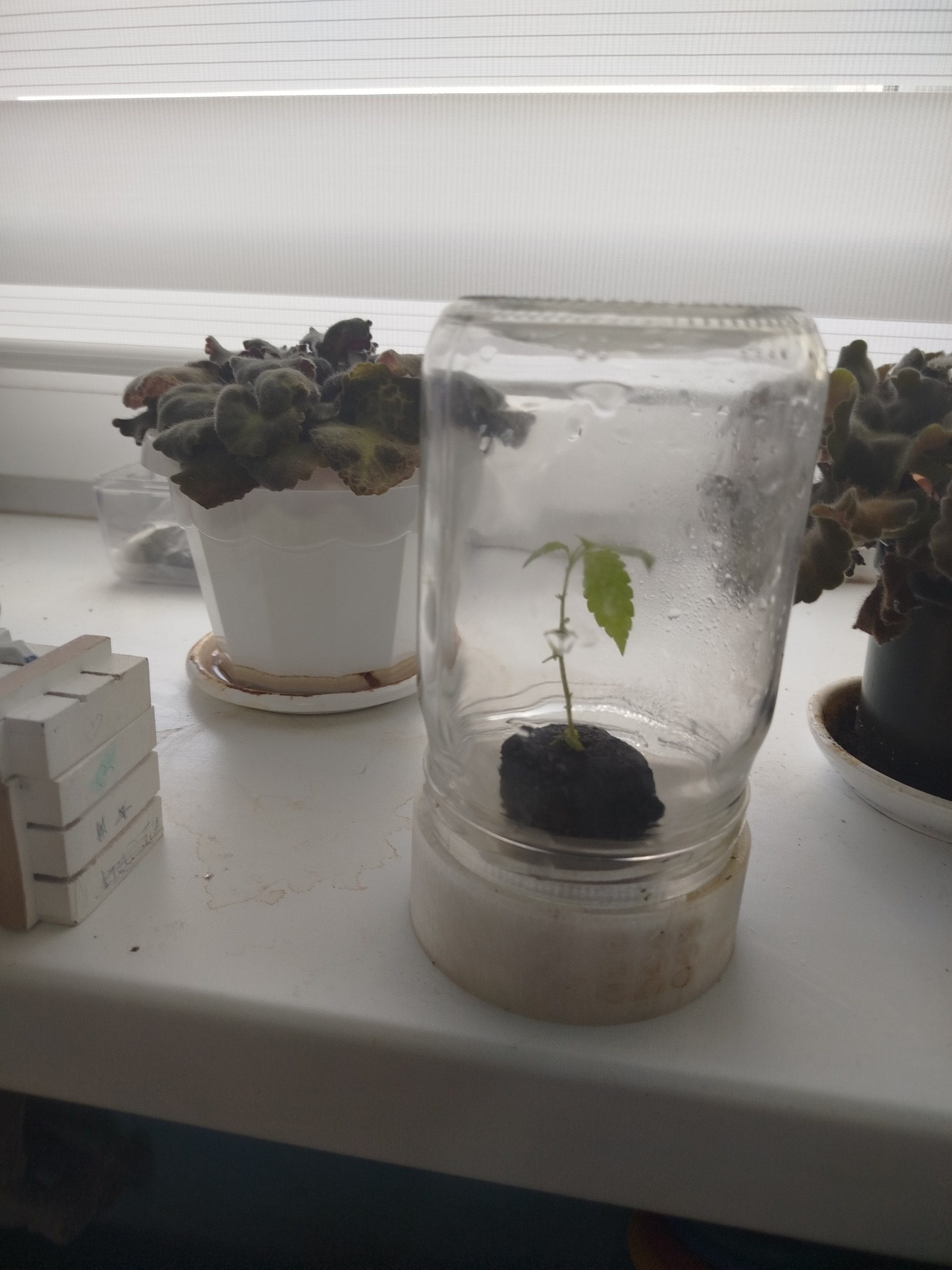 Single-Seedling Propagator for Standard Canning Jar