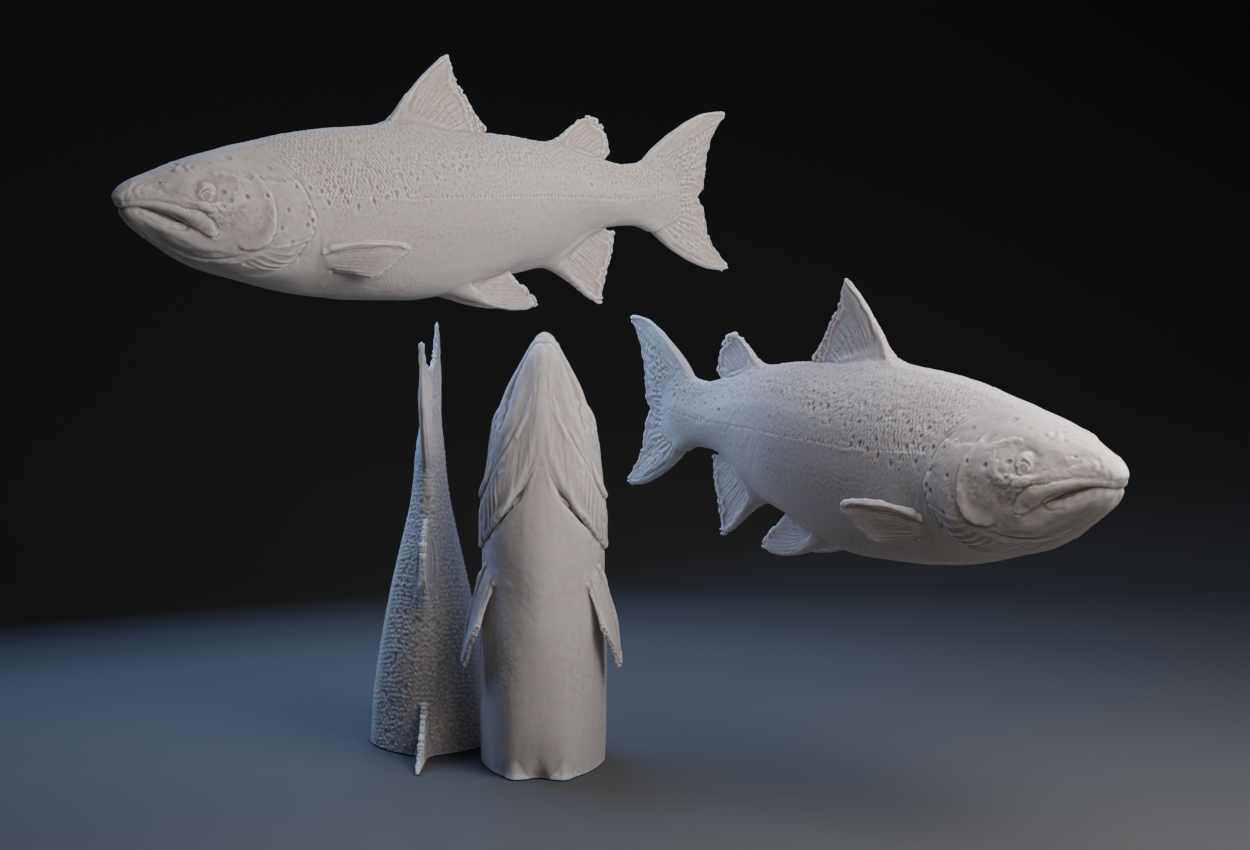 Salmon : Fish