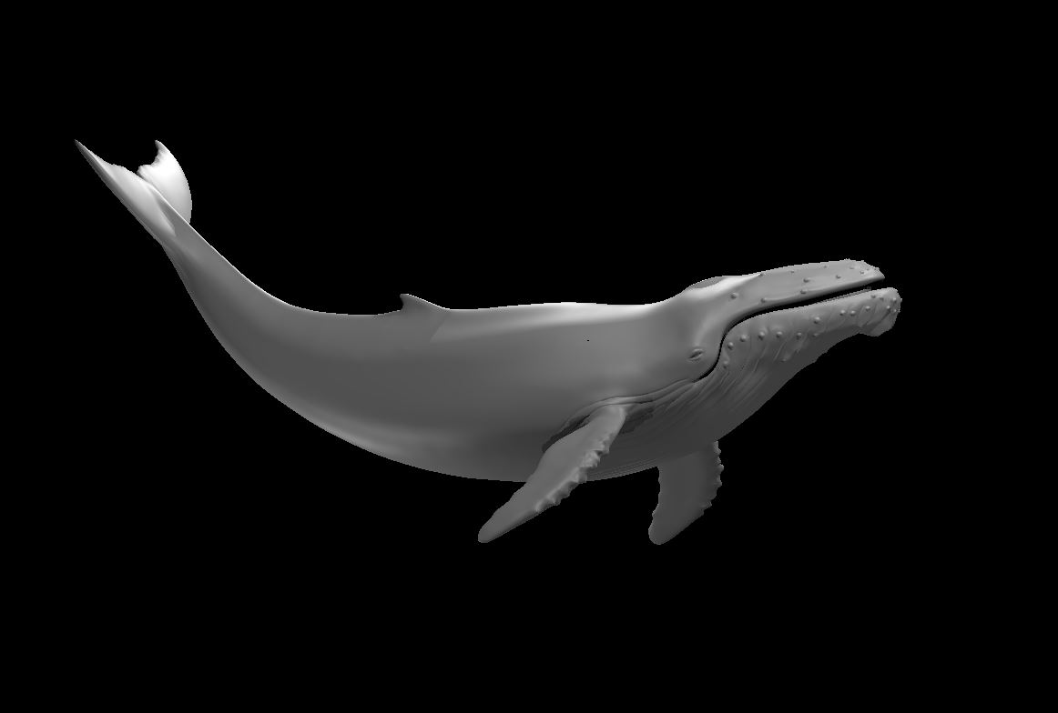 Humpback Whale mini