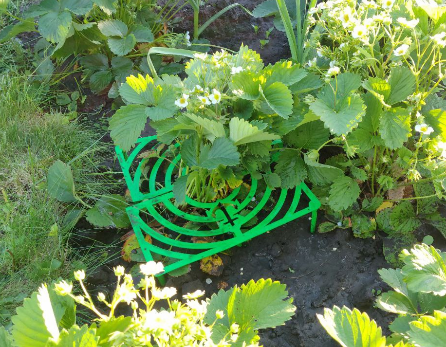 Strawberry Supports