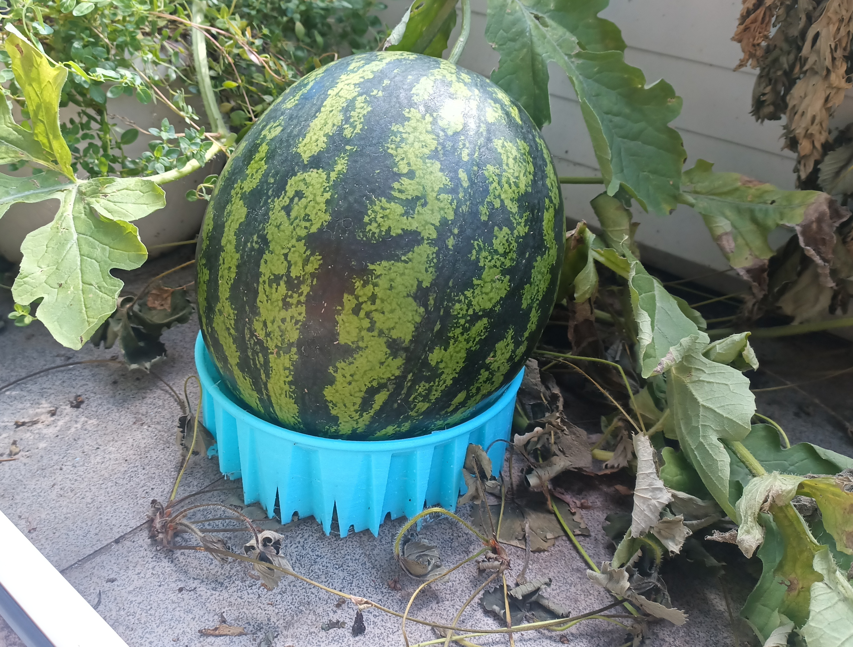 Watermelon Support Pad – TPU Drainage Cradle for Patio or Pot Growing
