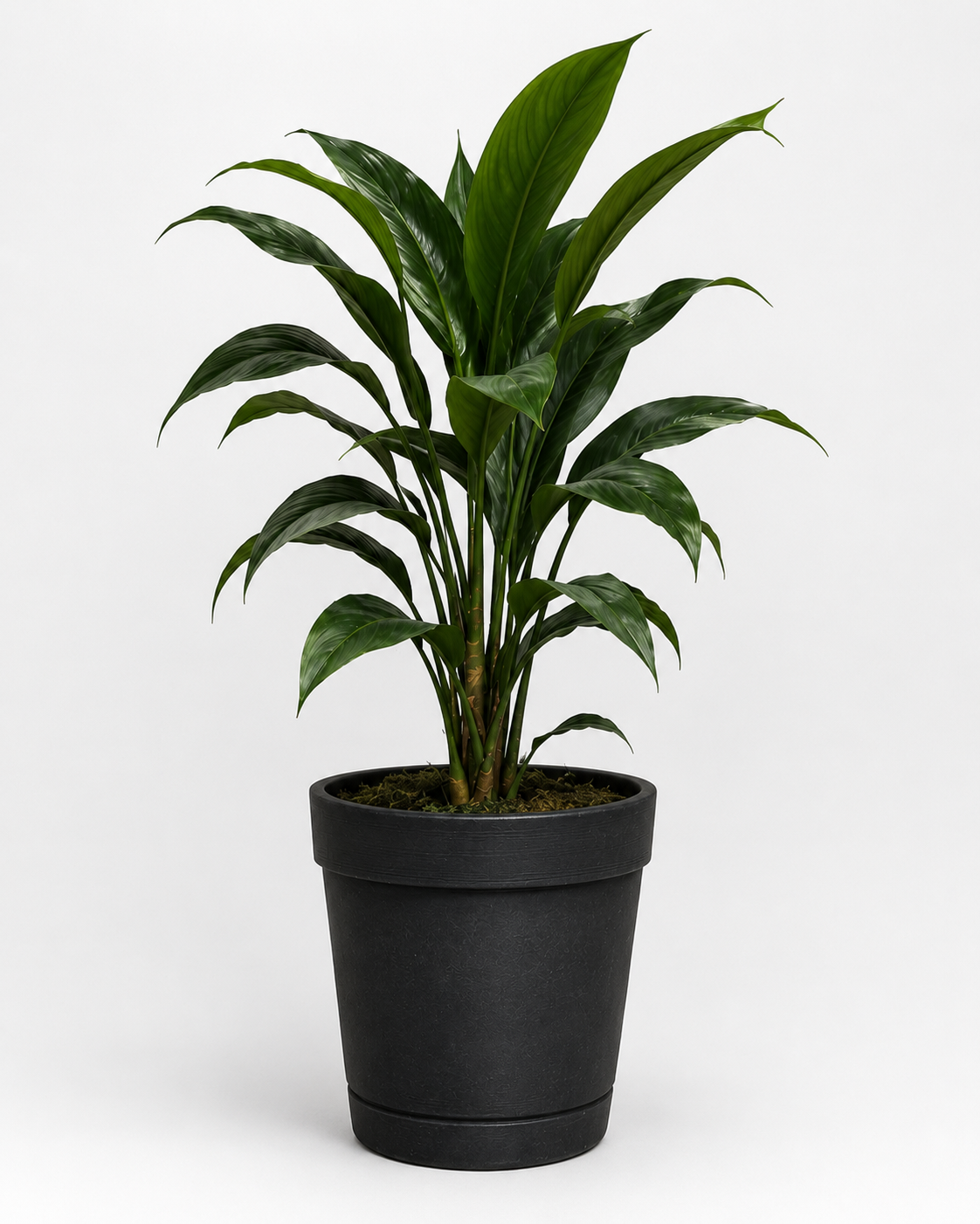 Basic house plant