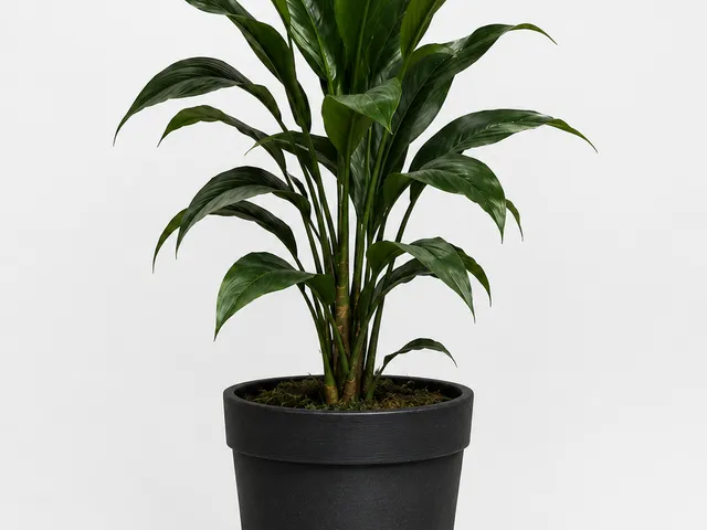 Basic house plant