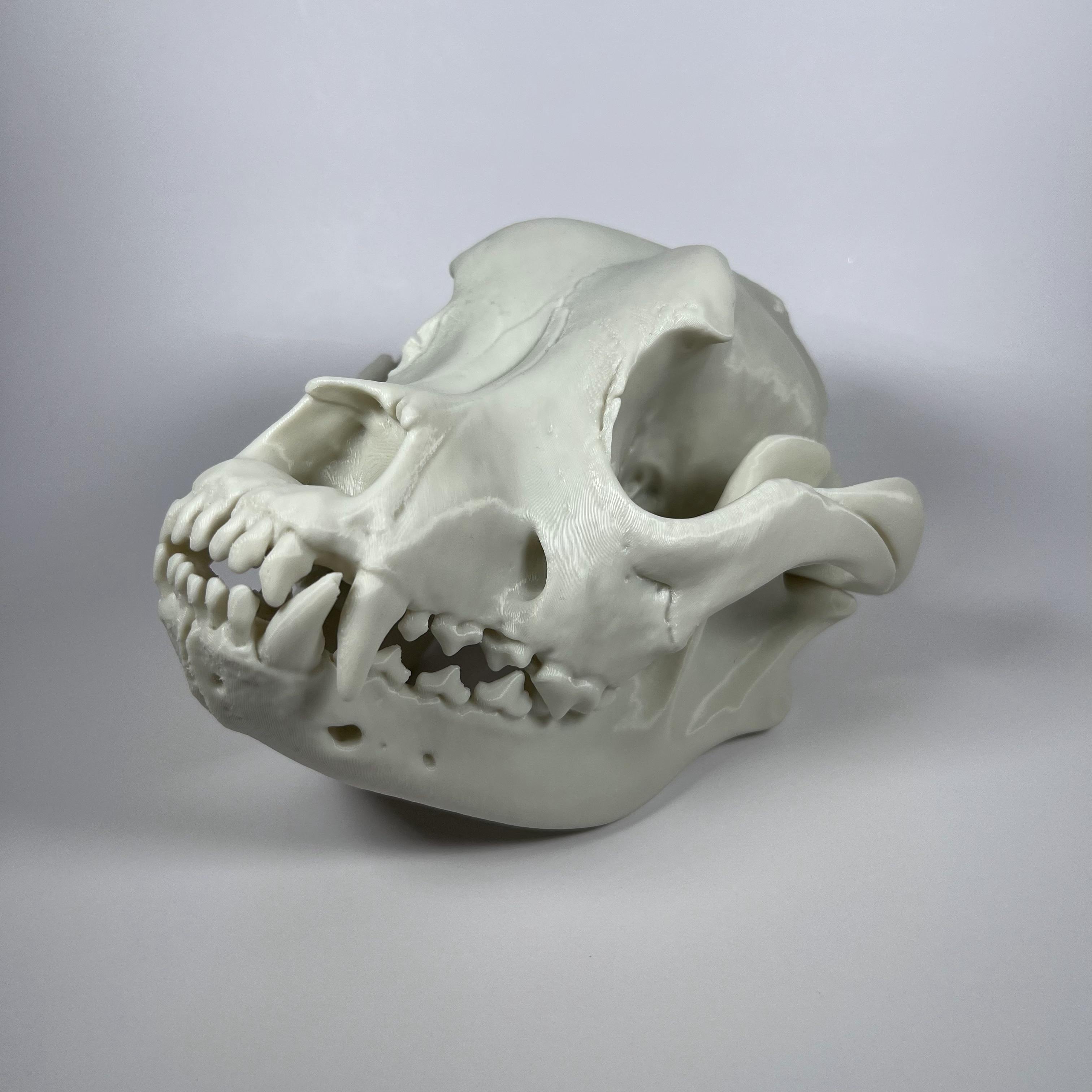 American Bulldog Cranium and Mandible