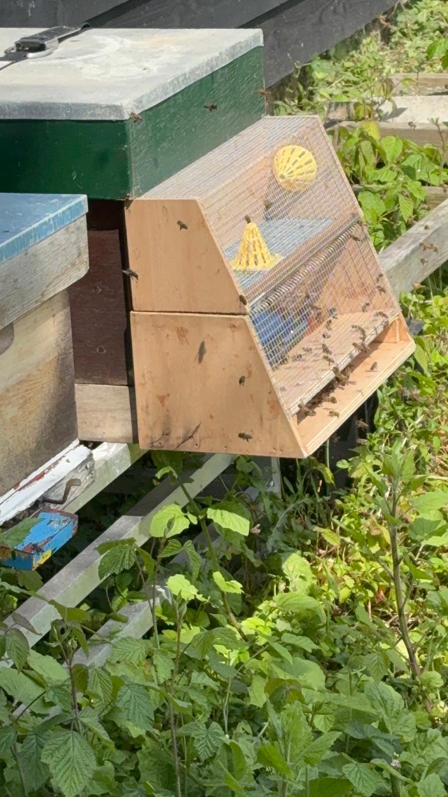 Asian Hornet trap