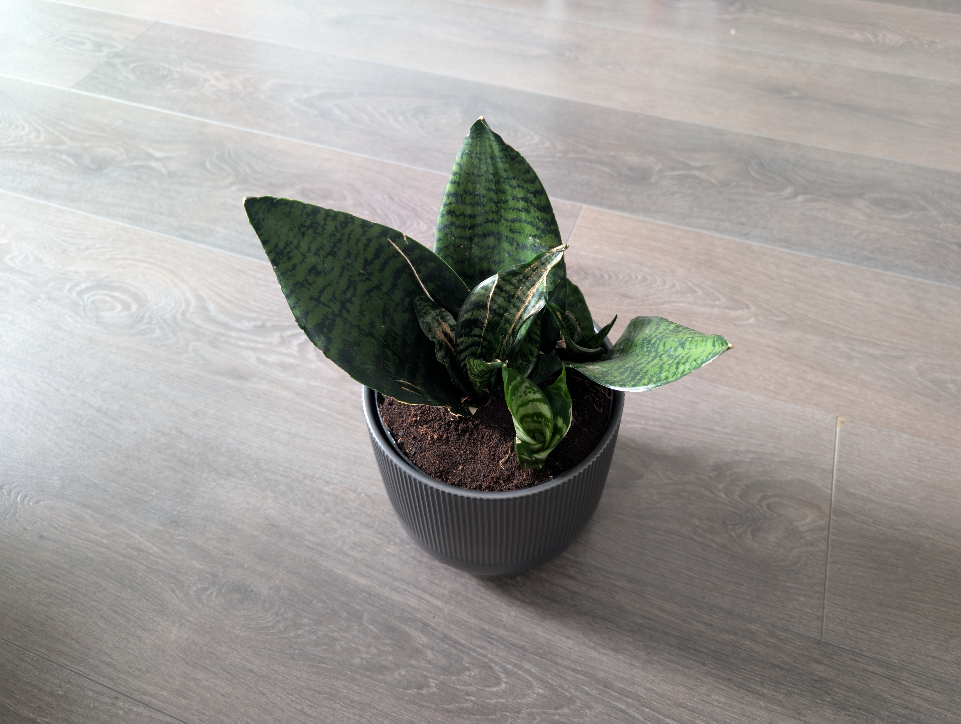 Cachepot & Plant Pot Riser / Spacer