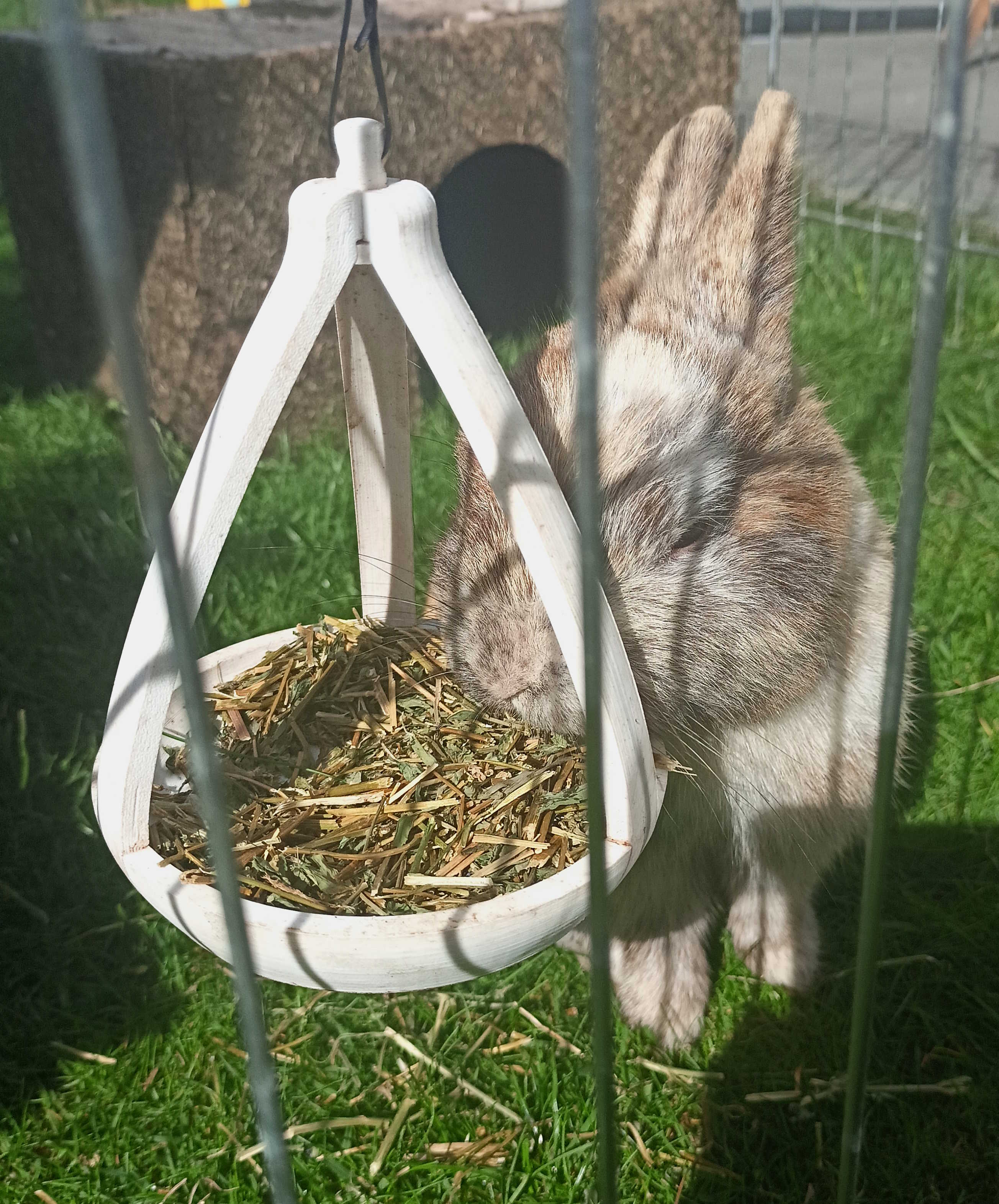 Feeding bowl / Futterschale
