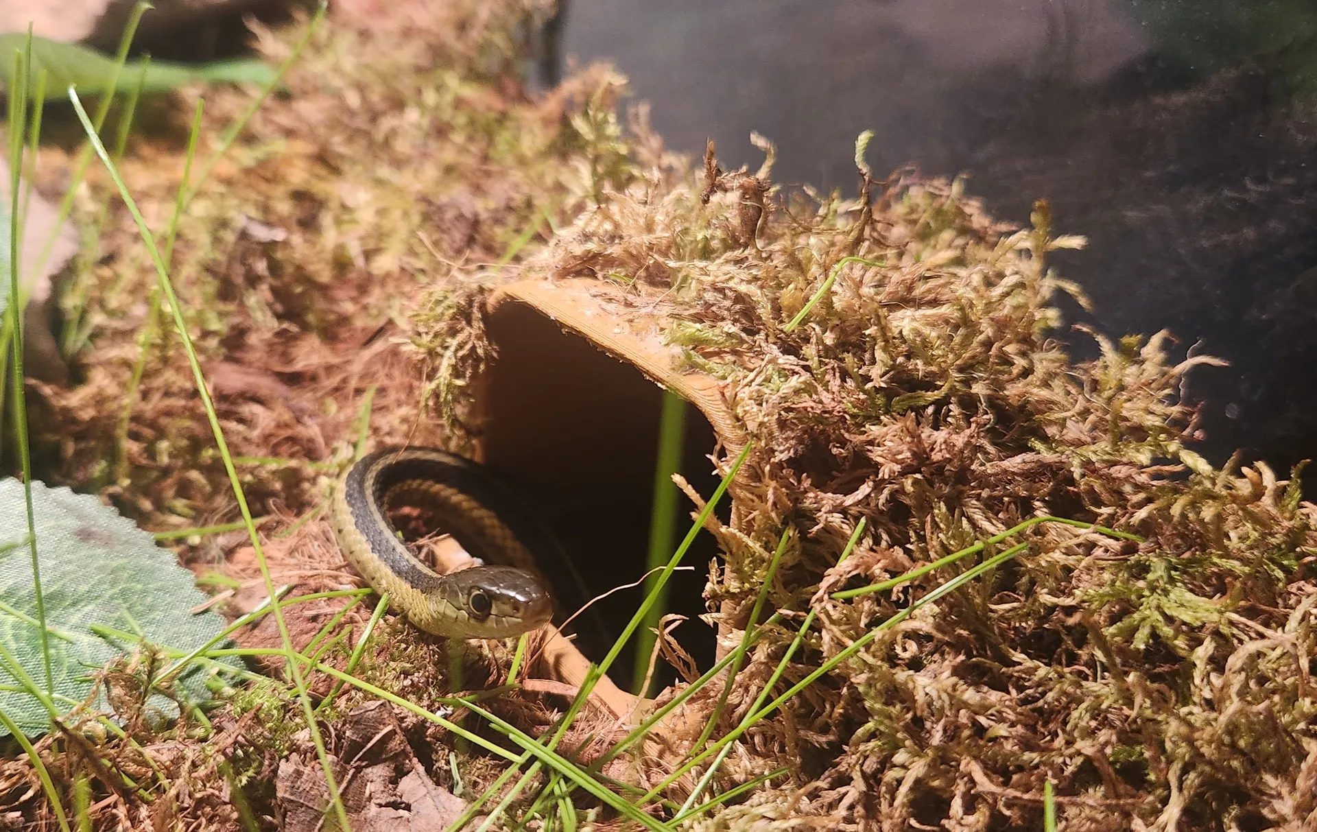 Underground Reptile Hide — miniatura 3
