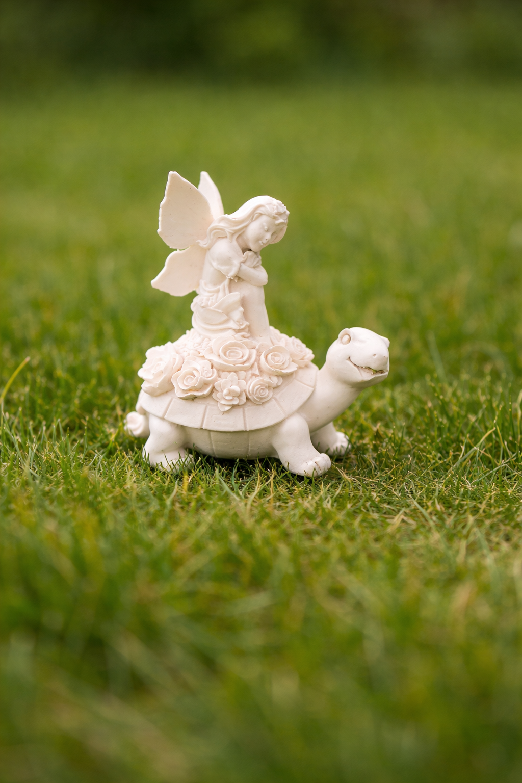 Fairy Tortoise