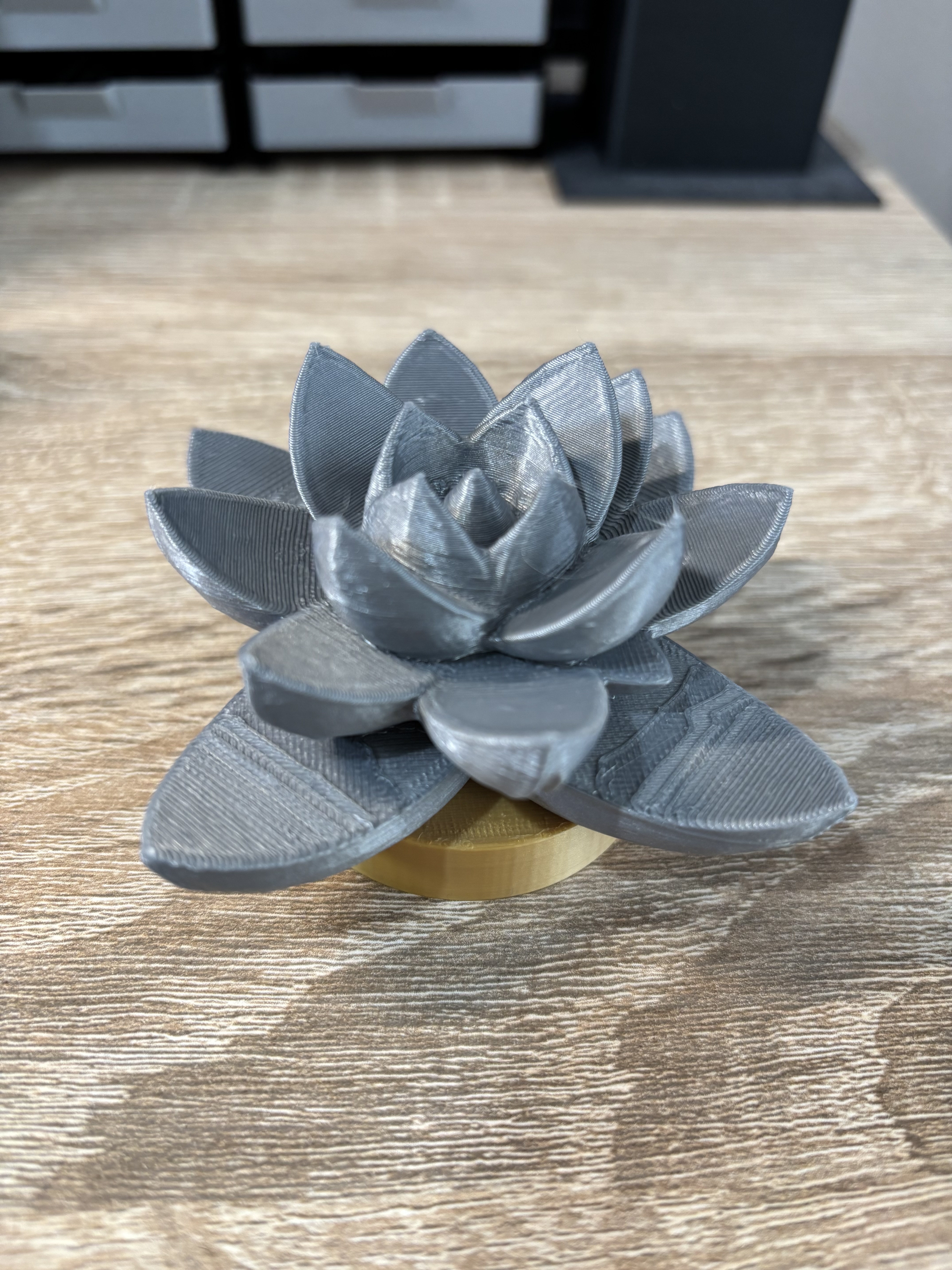 Silver succulent