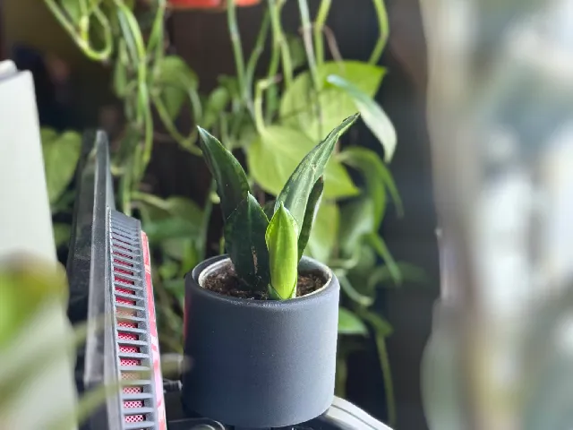 Monitor Arm Planter