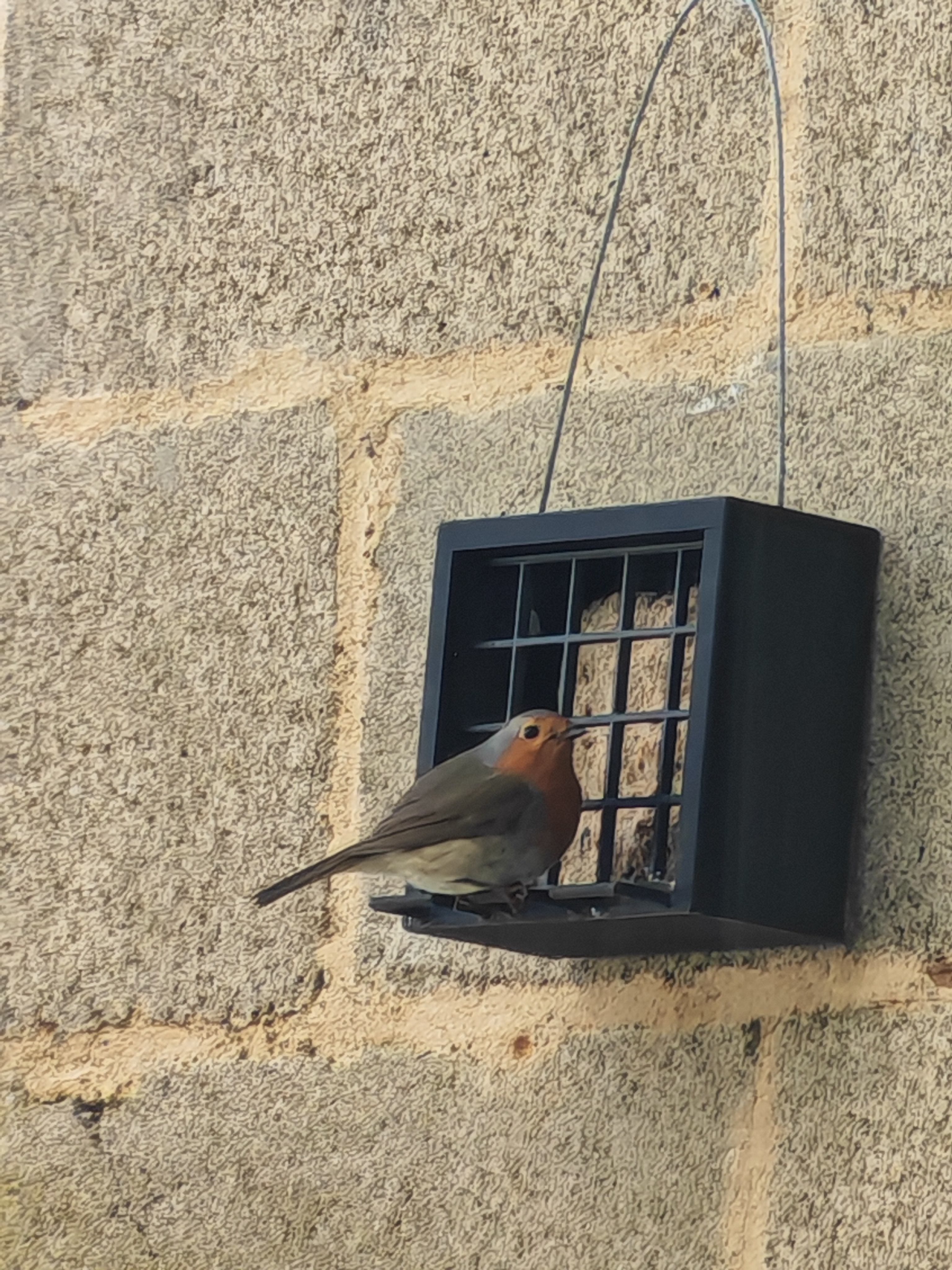 Oiseaux - Boîte pour pavés graines - Birds - Bird bread