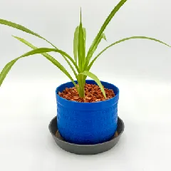 Übertopf Durchmesser 10cm, Höhe 8cm mit Untersetzer