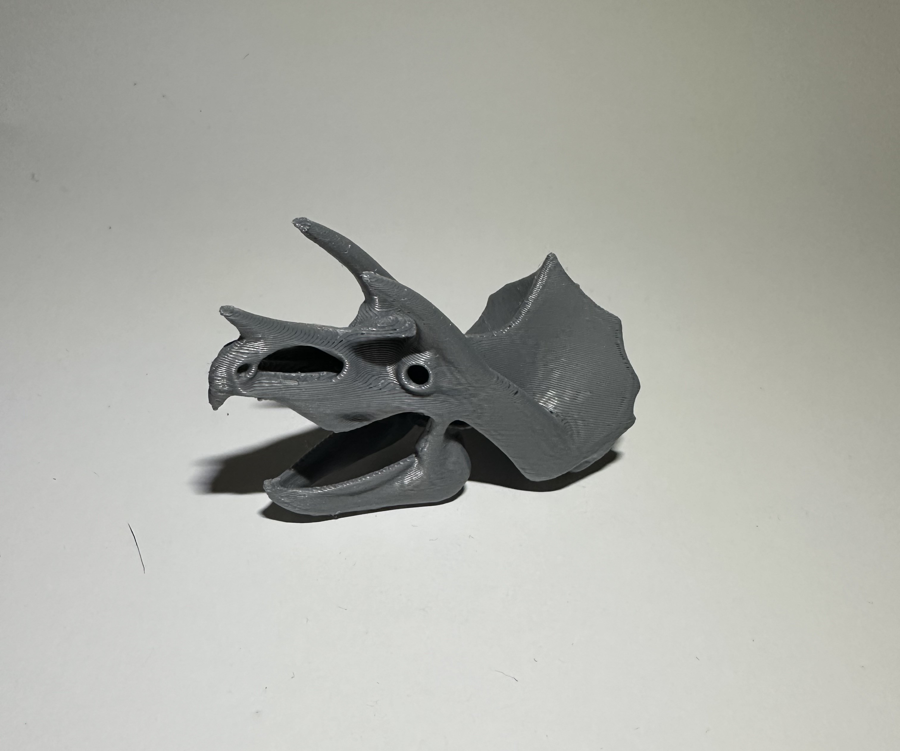 Dinosaur Trizeratops Skull
