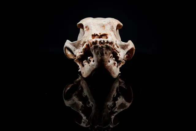 Bulldog Skull (Pre Supported)