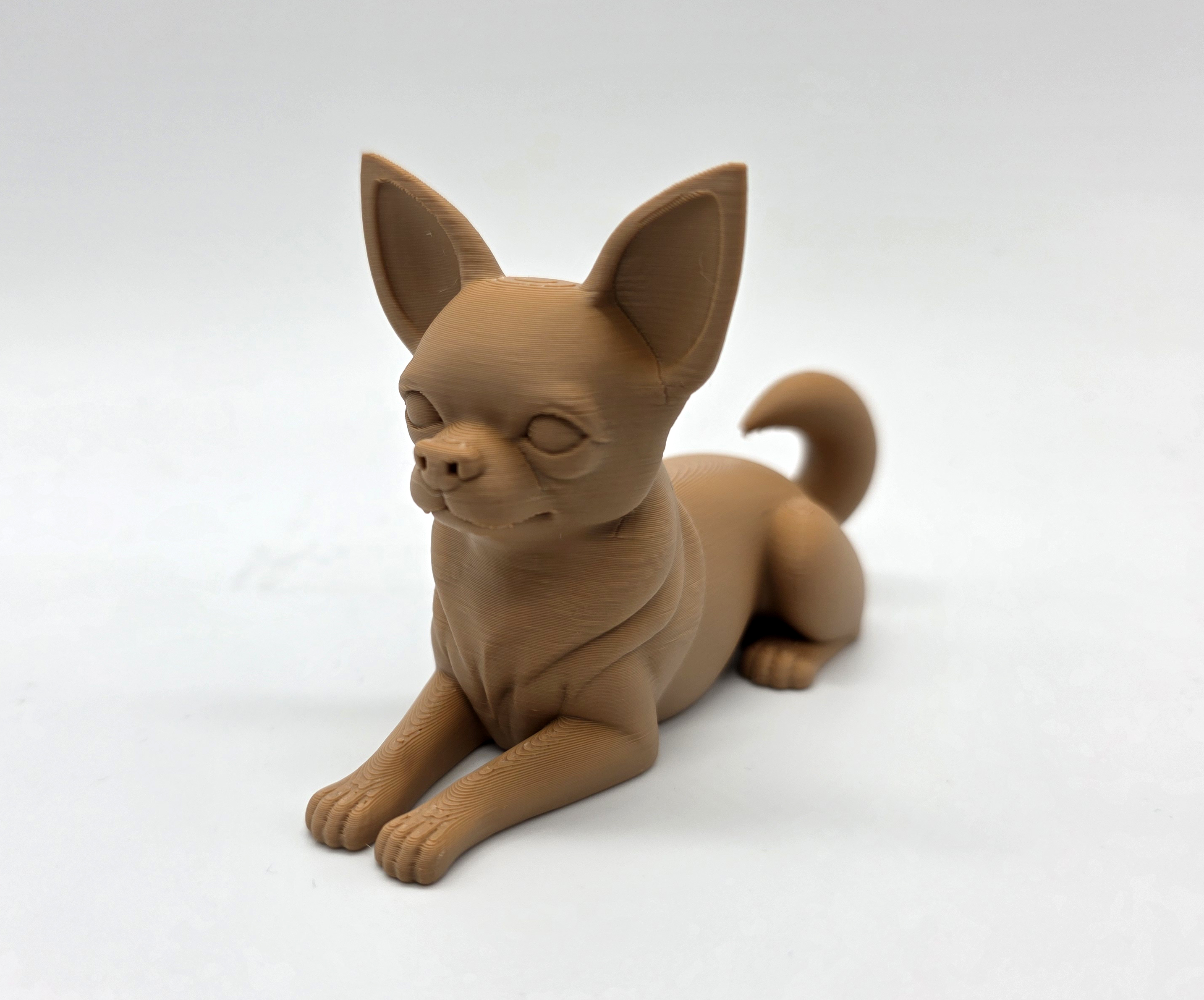 Laying Shorthaired Chihuahua