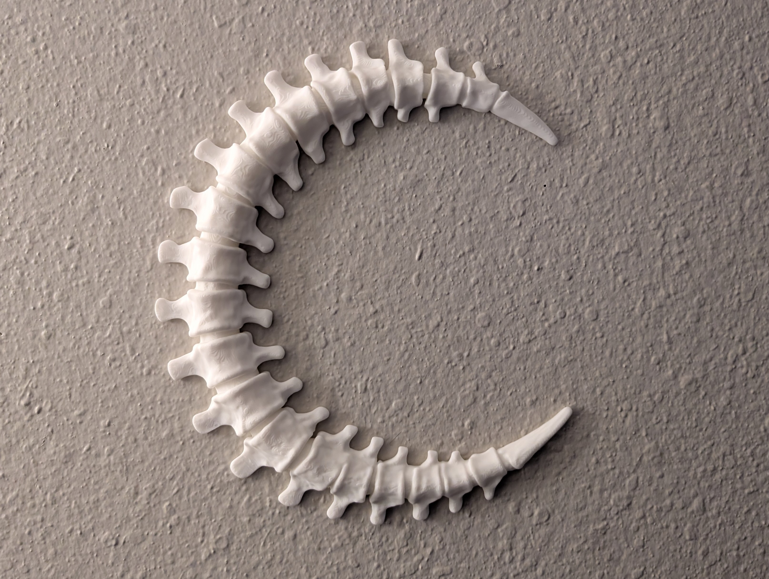 Spinal Moon Wall Decoration - 2 Hour Print