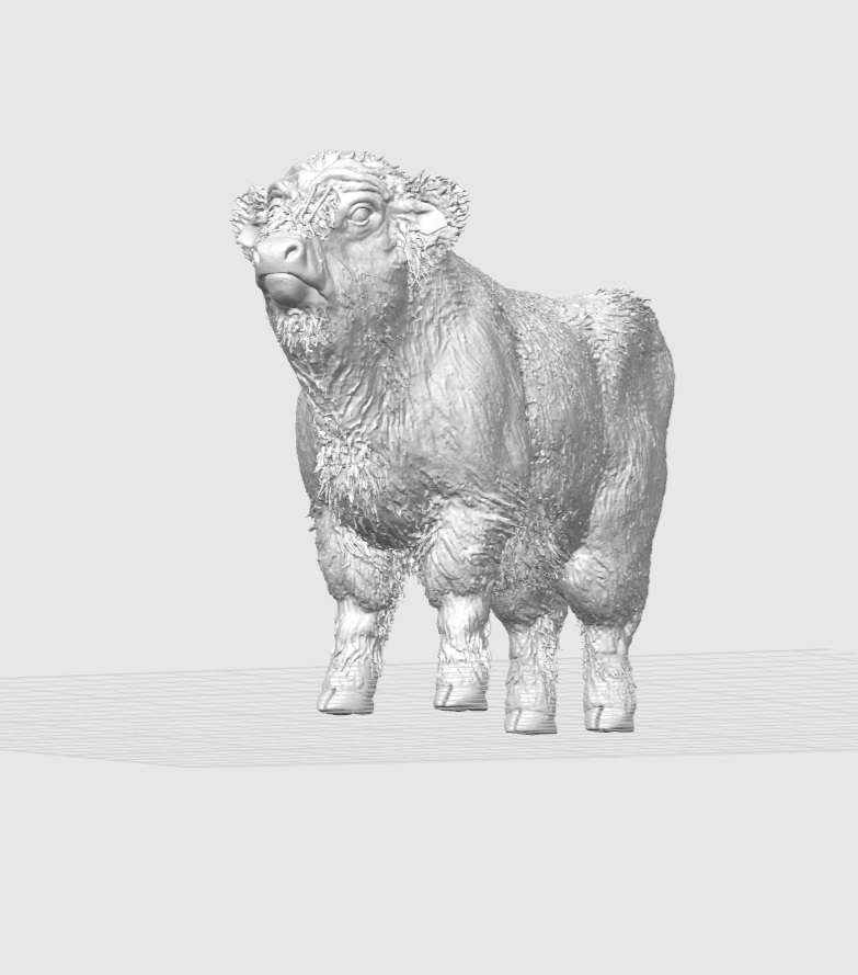 Detailed Highland Cow Standing
