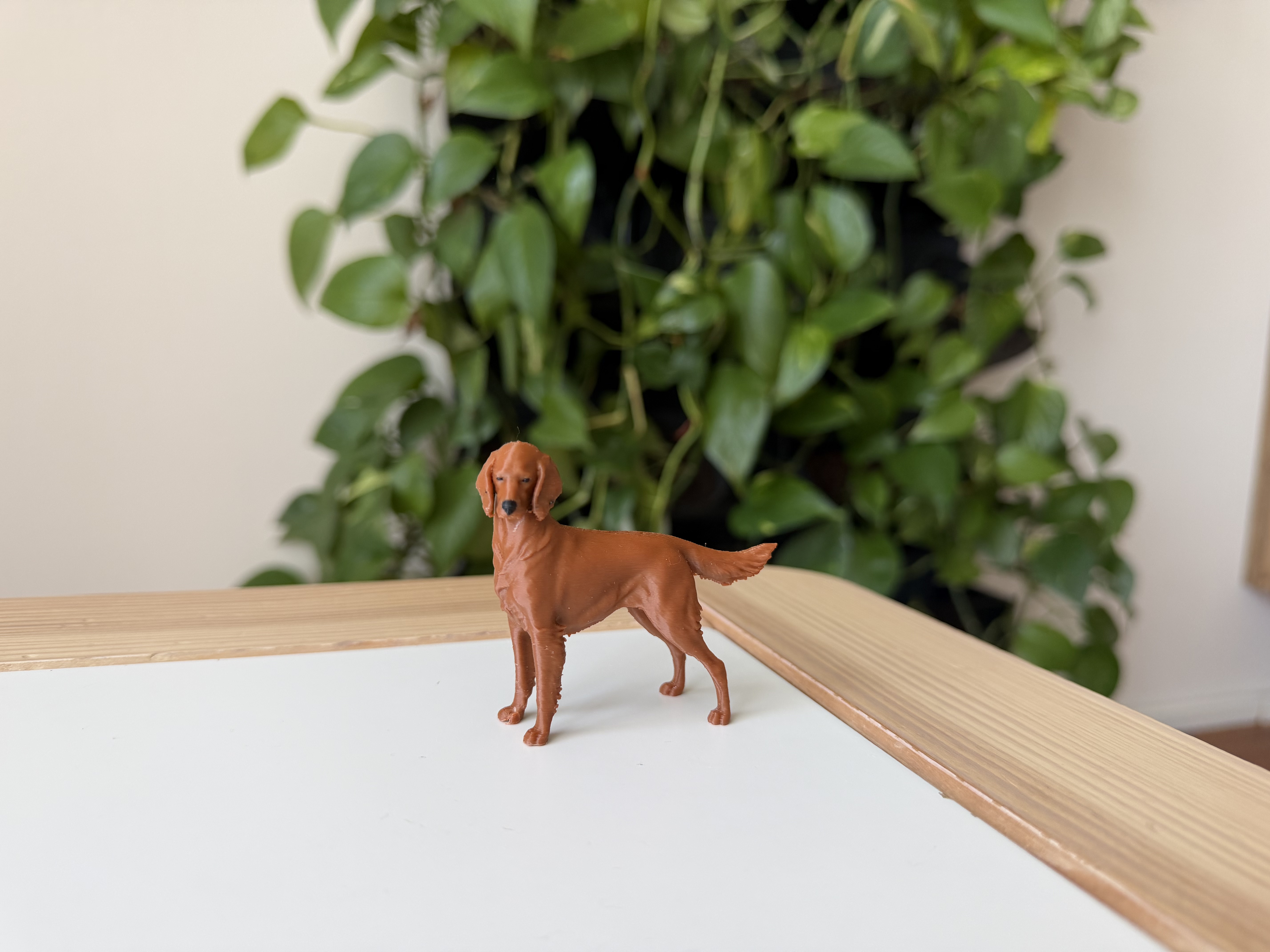 Irish Setter — miniatura 2