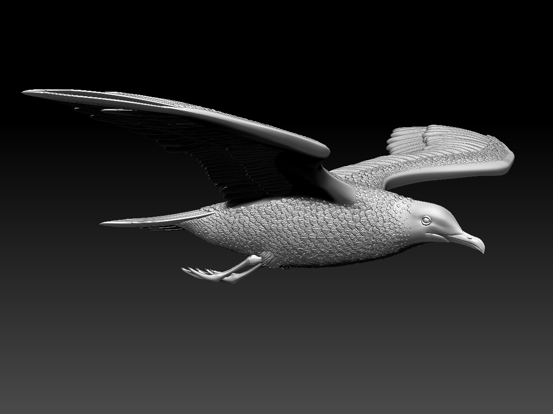 seagull