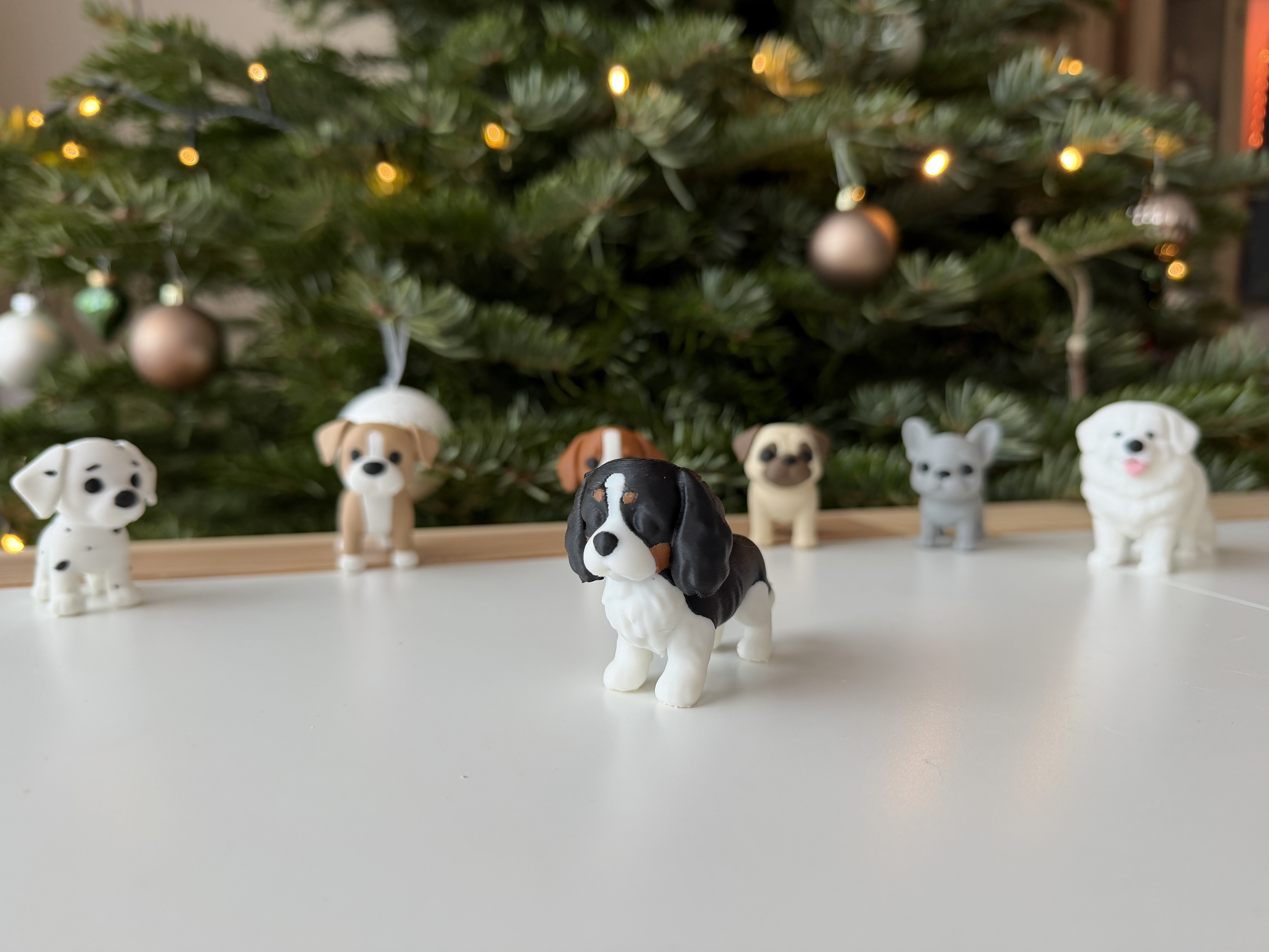 Cavalier King Charles Spaniel