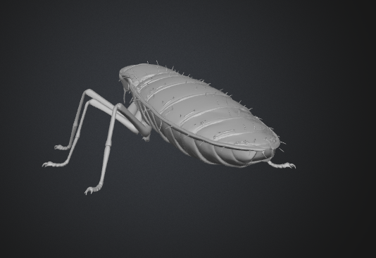 cockroach