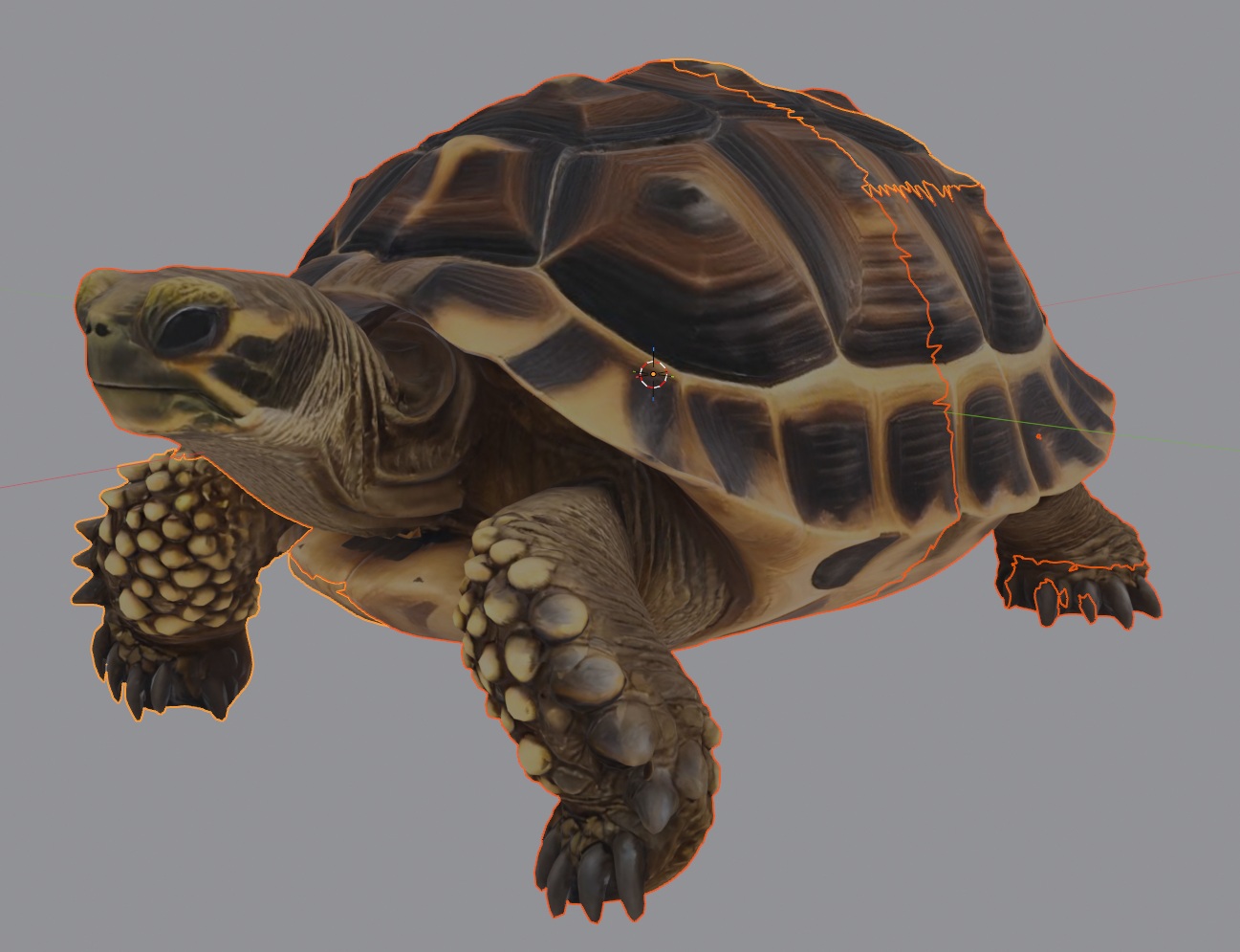 Realistic Tortoise