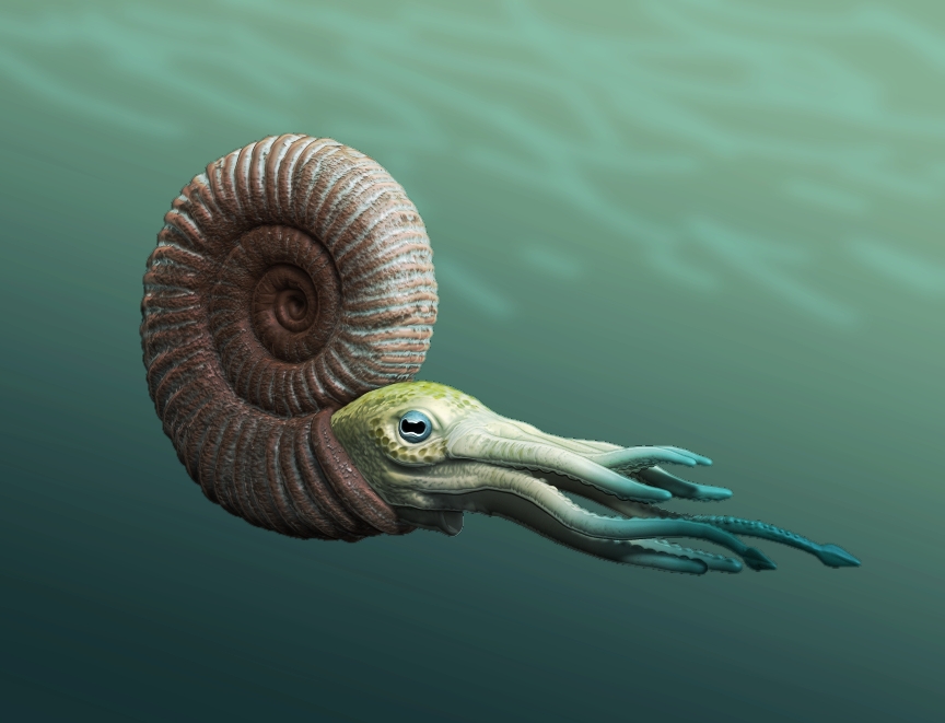 Ammonite Figurine