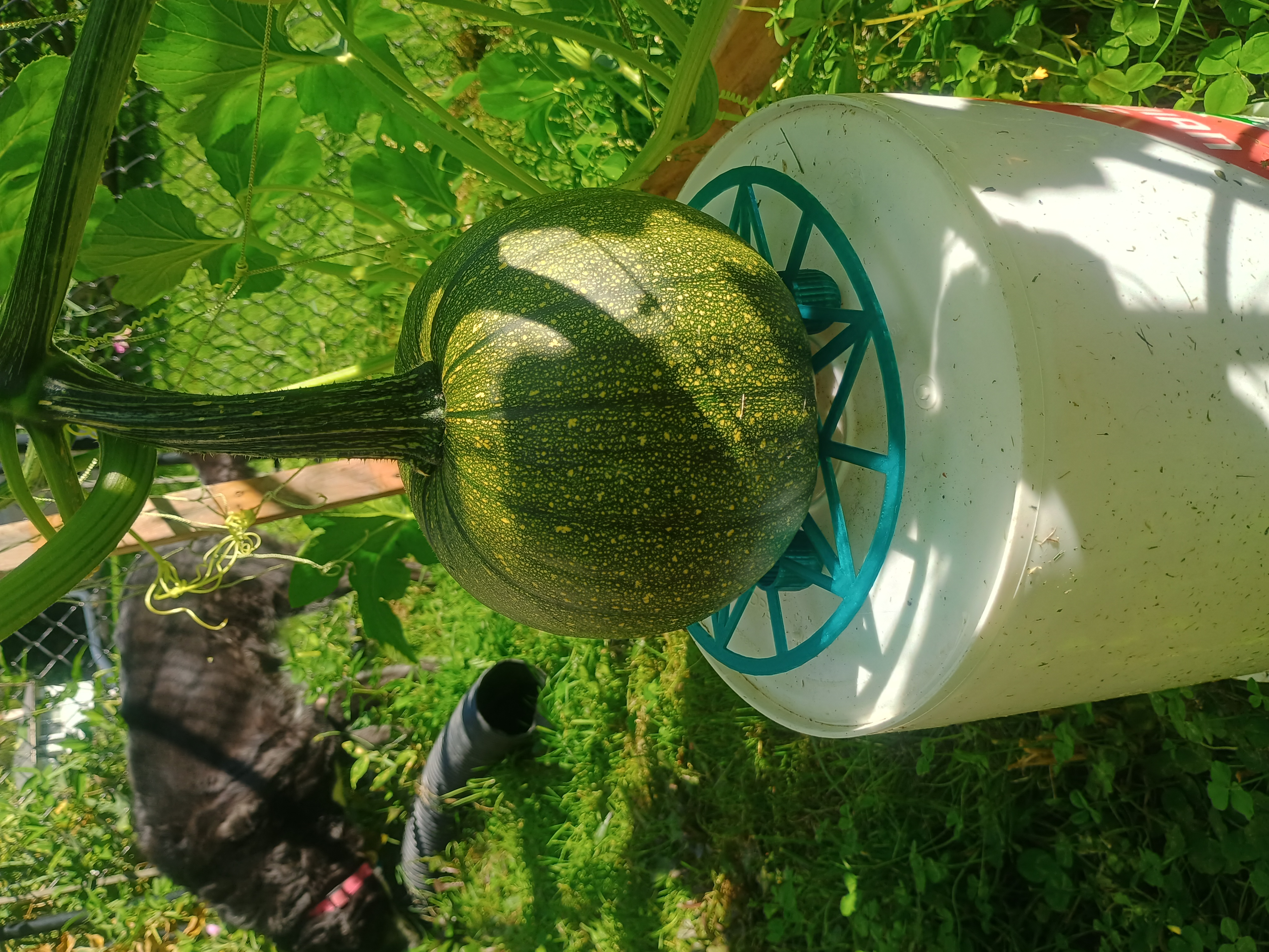 Pumpkin or melon cradle