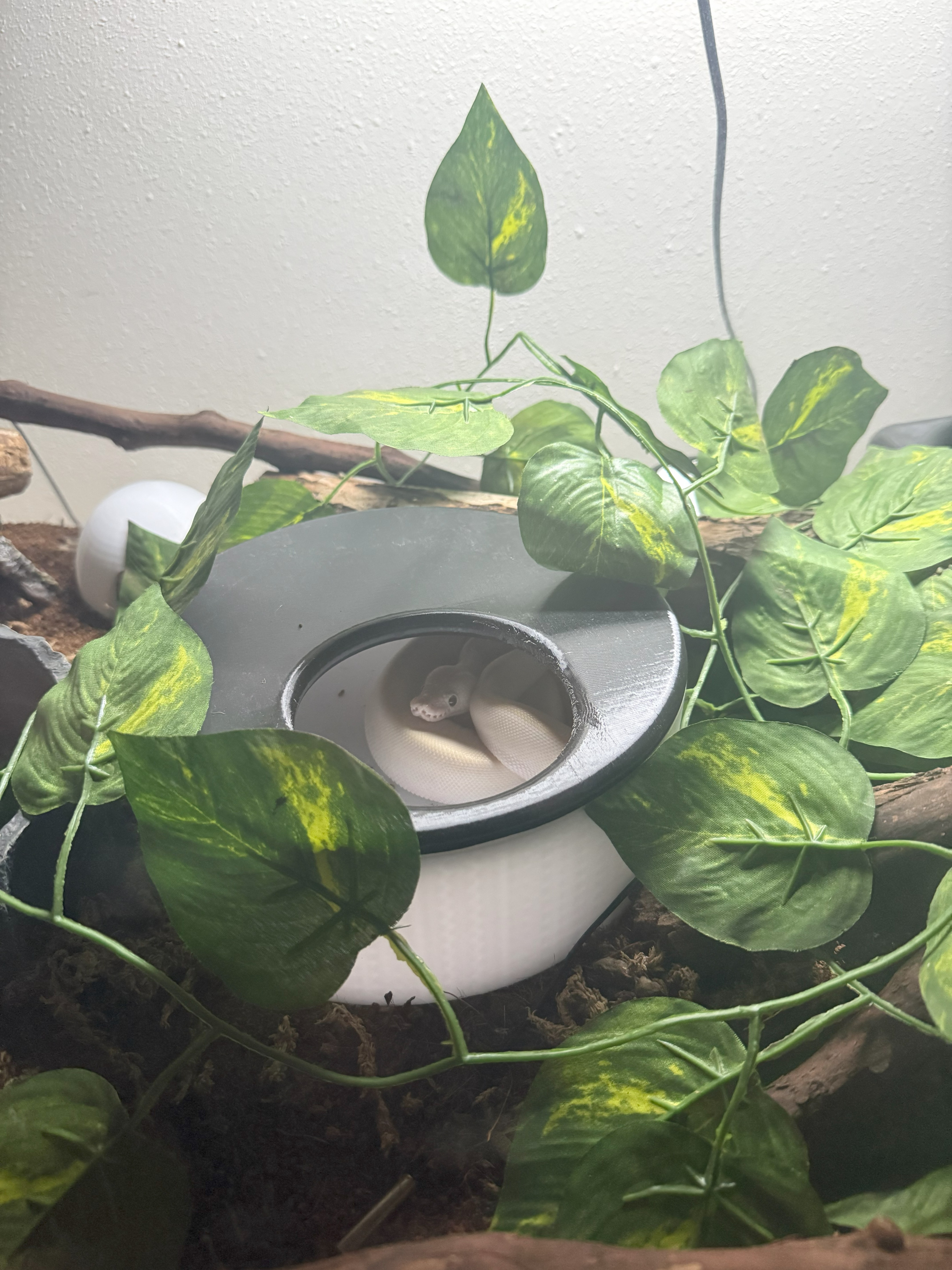 Snake Hide - Tub