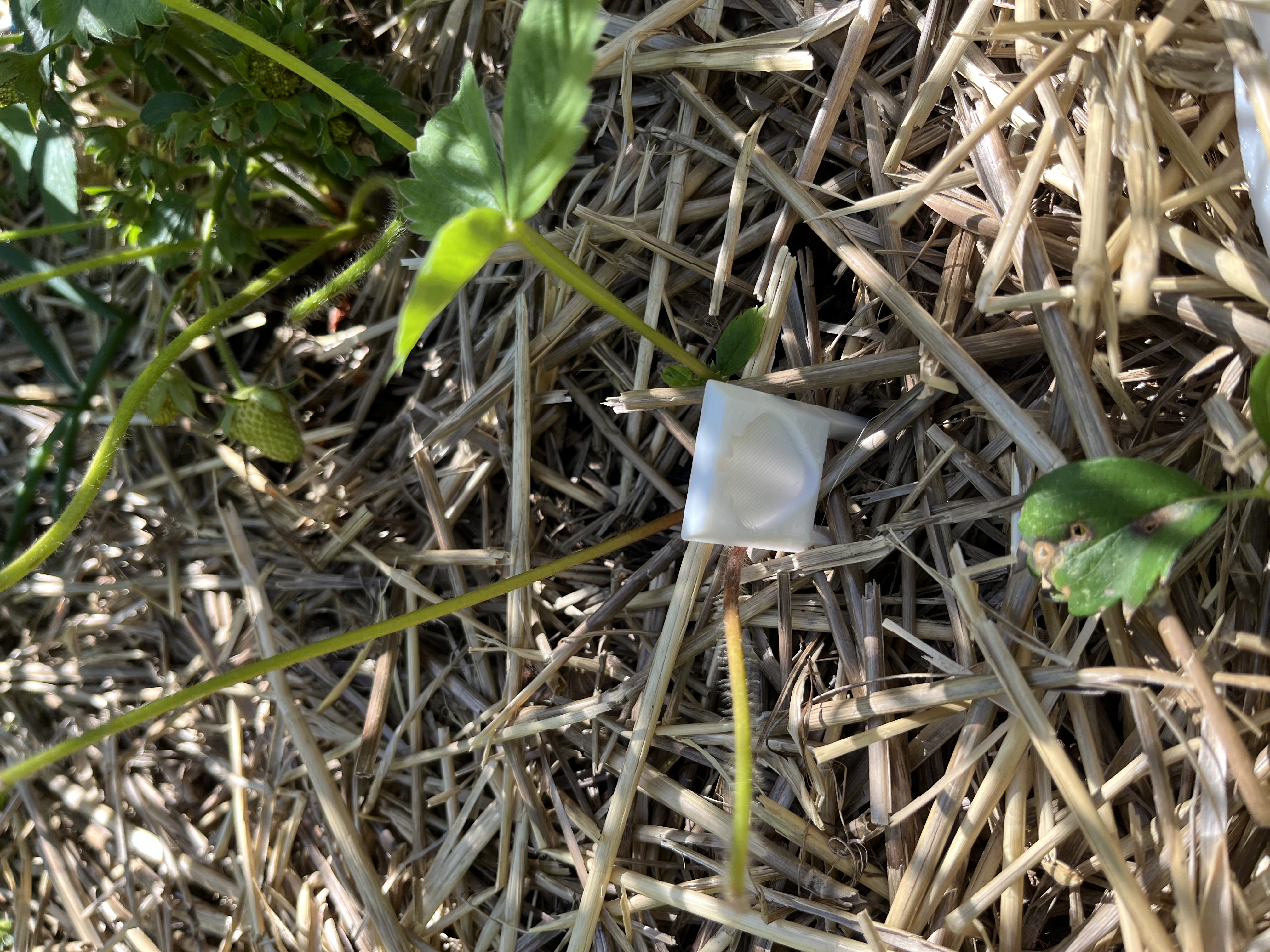 Strawberry runner pin