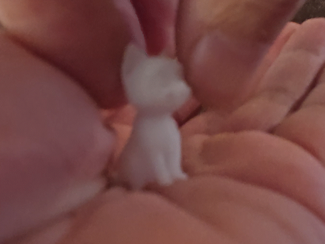 Cute Kitten #1