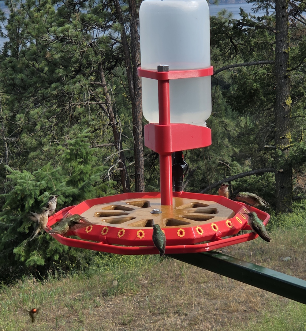 Jumbo hummingbird feeder, one piece liquid ring version, 30 holes