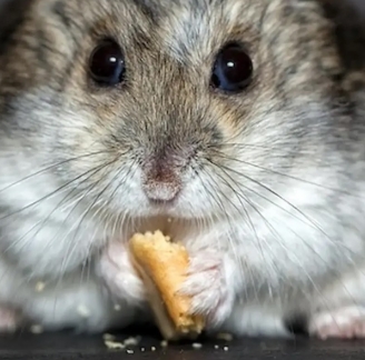 buff hamster — miniatura 2