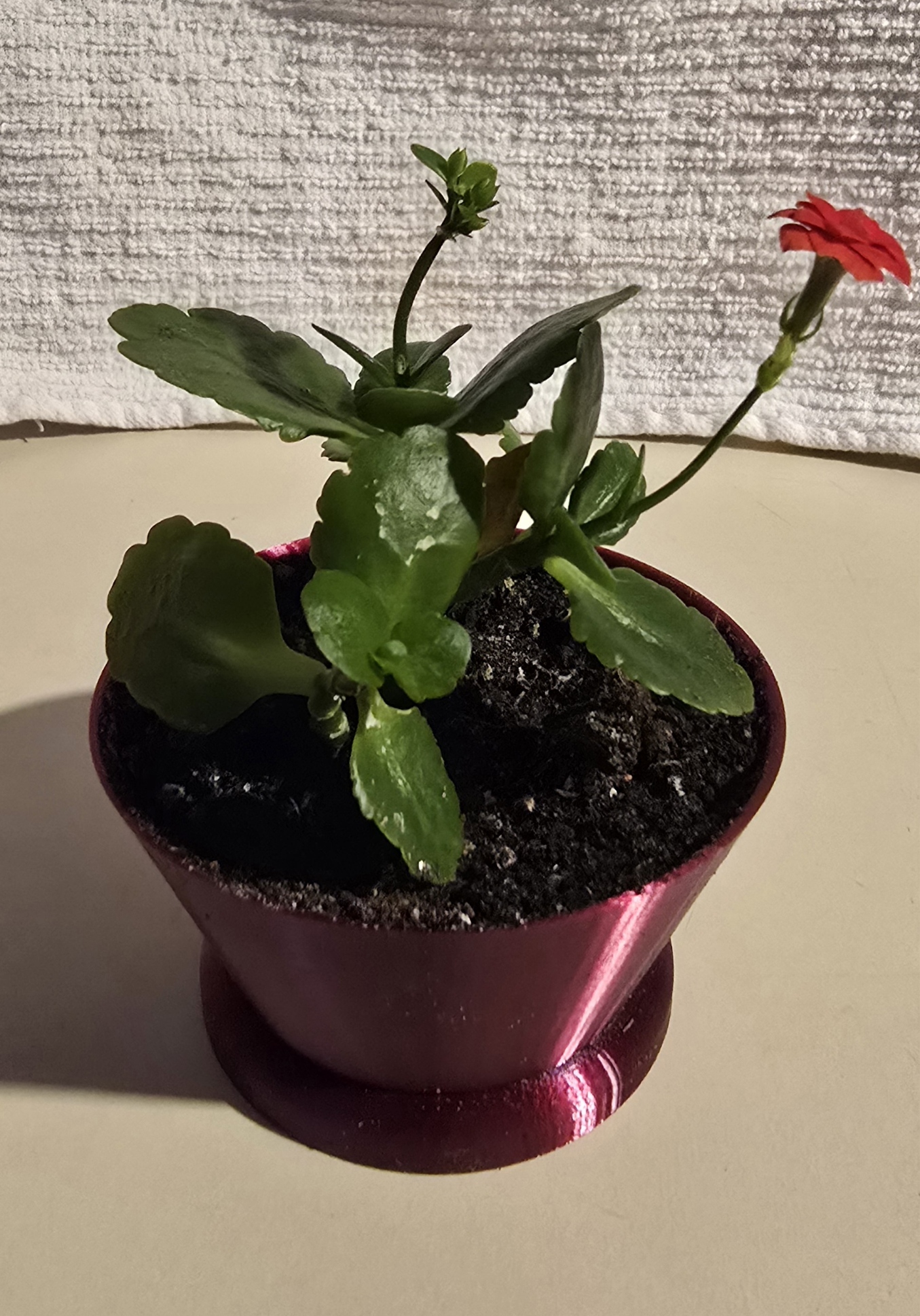 Simple Plant Pot
