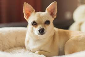 my chihuahua wilson
