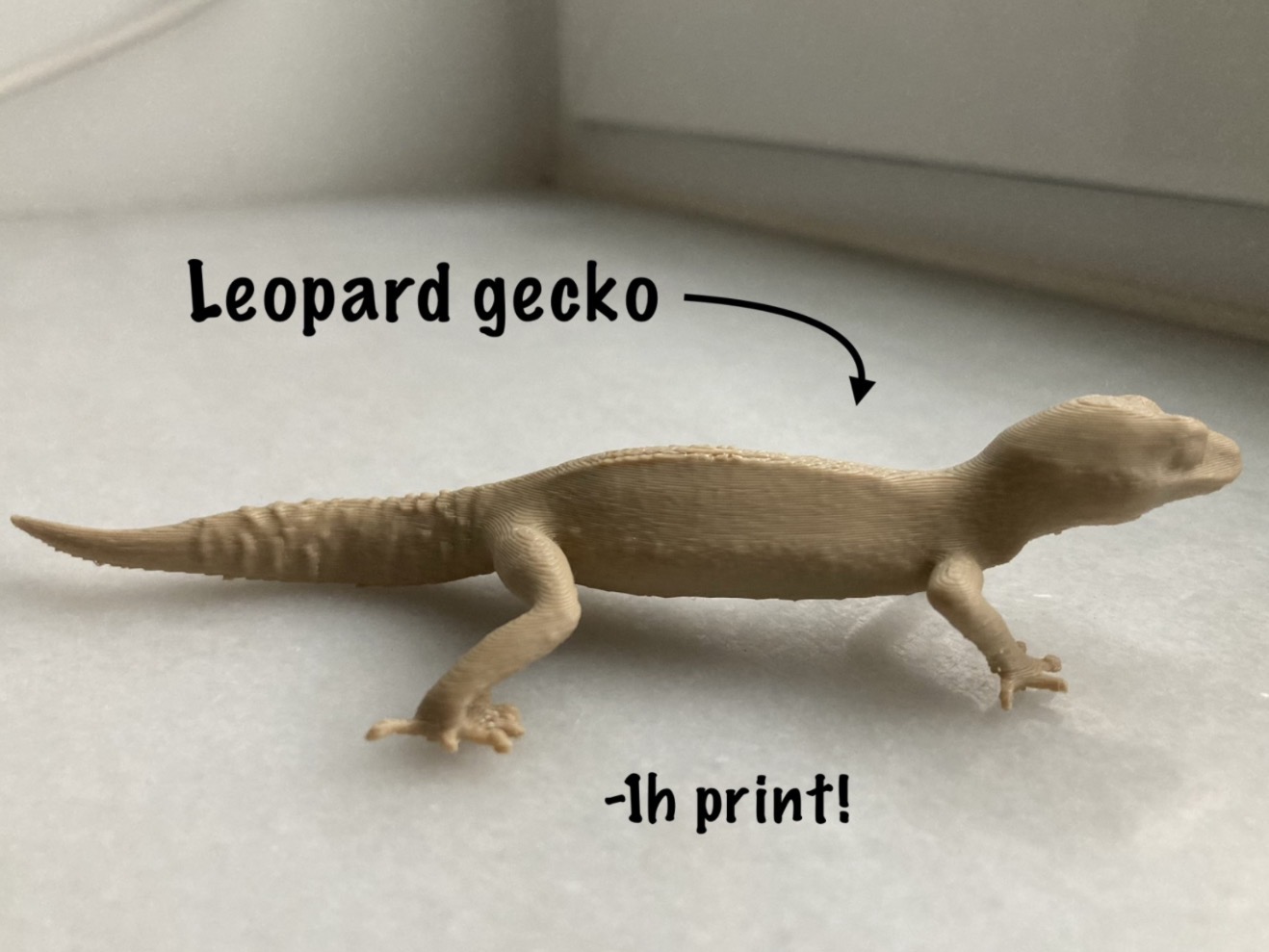 Leopard gecko