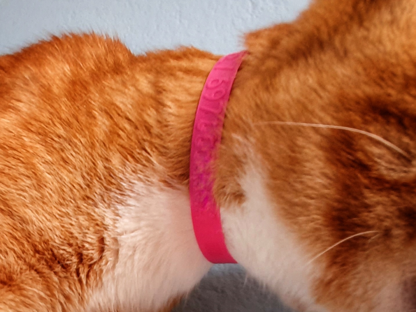 cat collar
