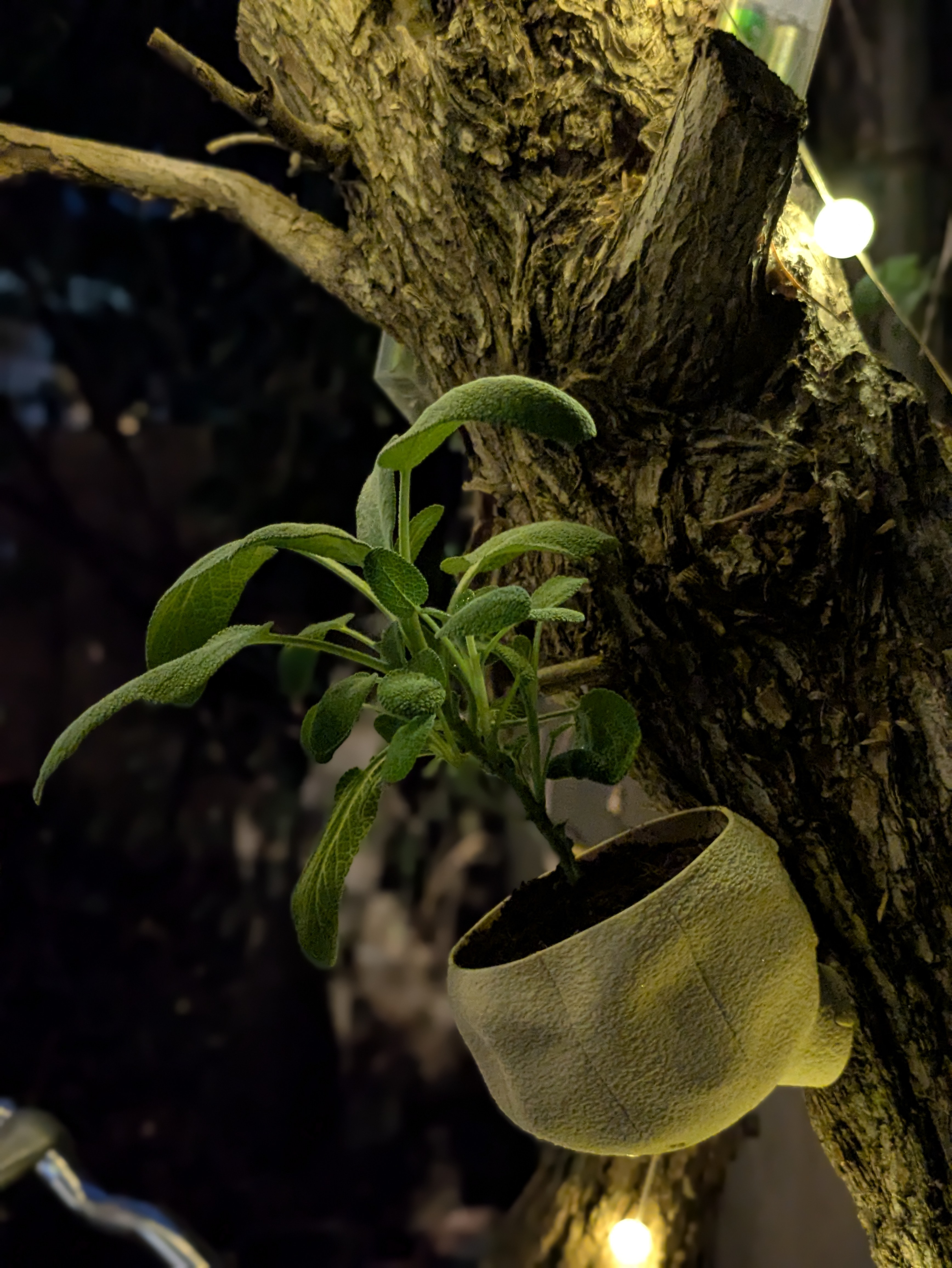 Tree Planter